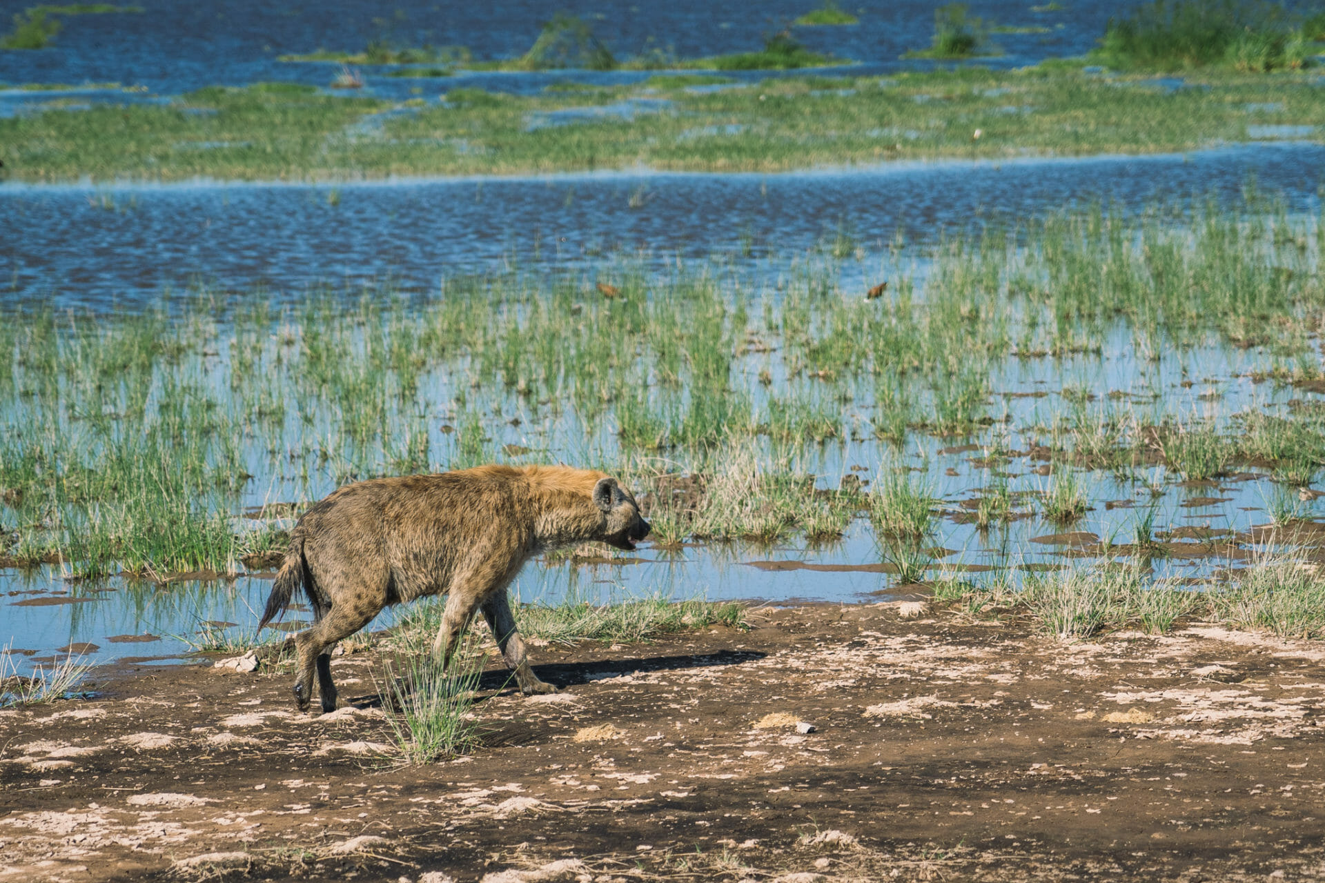 parc-amboseli-kenya-hyene-safari