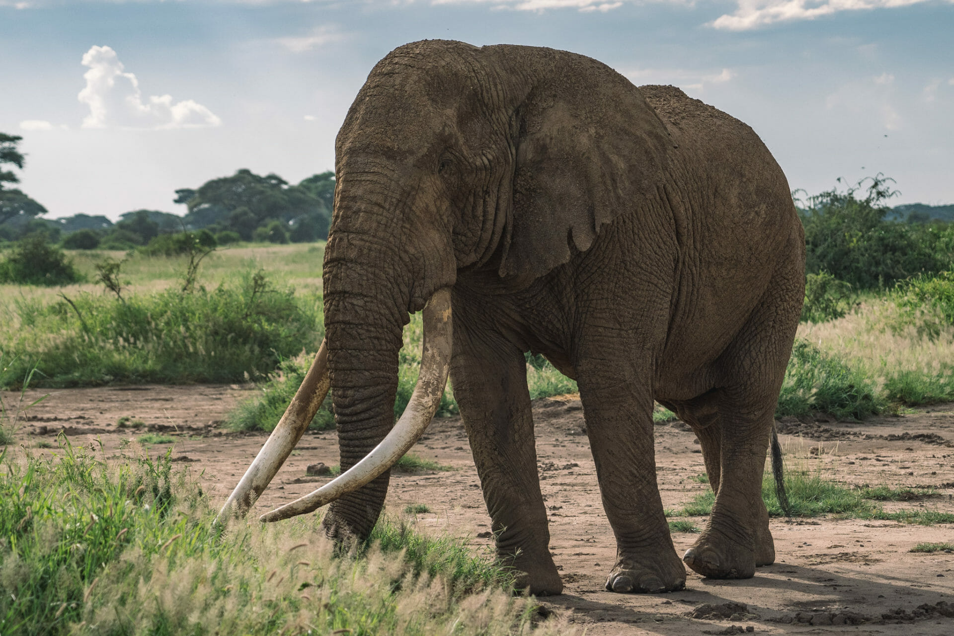 voyage-kenya-tim-elephant-amboseli