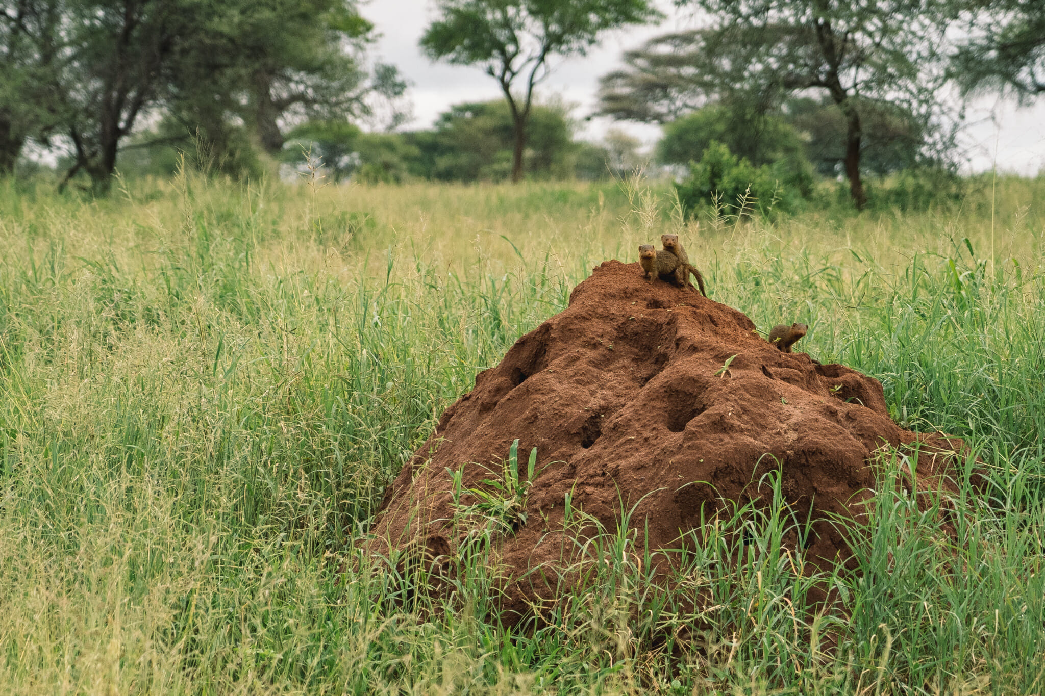 Observation des suricates dans la parc du Tarangire en Tanzanie