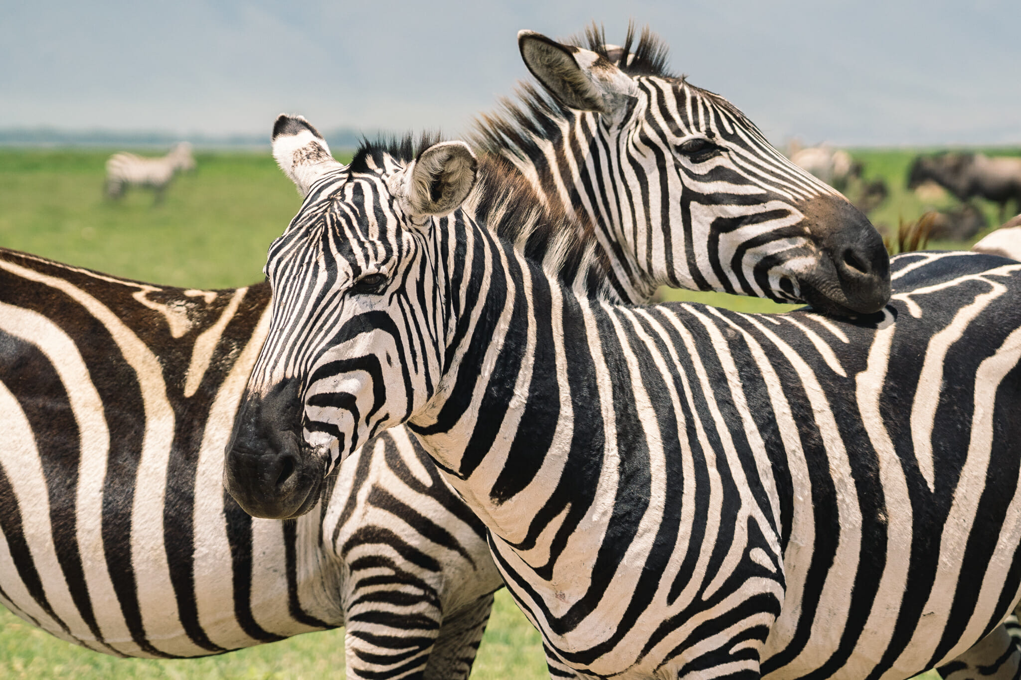 Observation d'une famille de zèbres dans le parc du Ngorongoro en Tanzanie