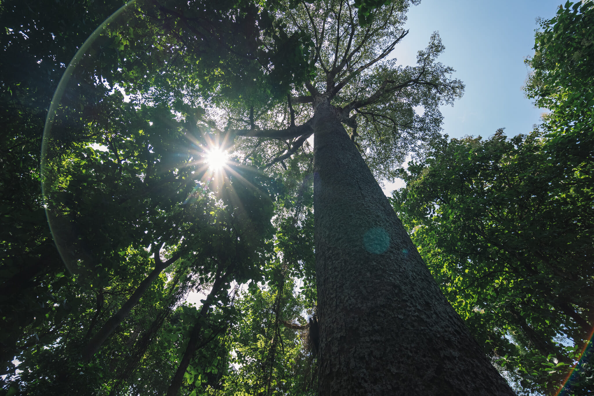Au coeur de la nature dans la forêt de Rau en Tanzanie