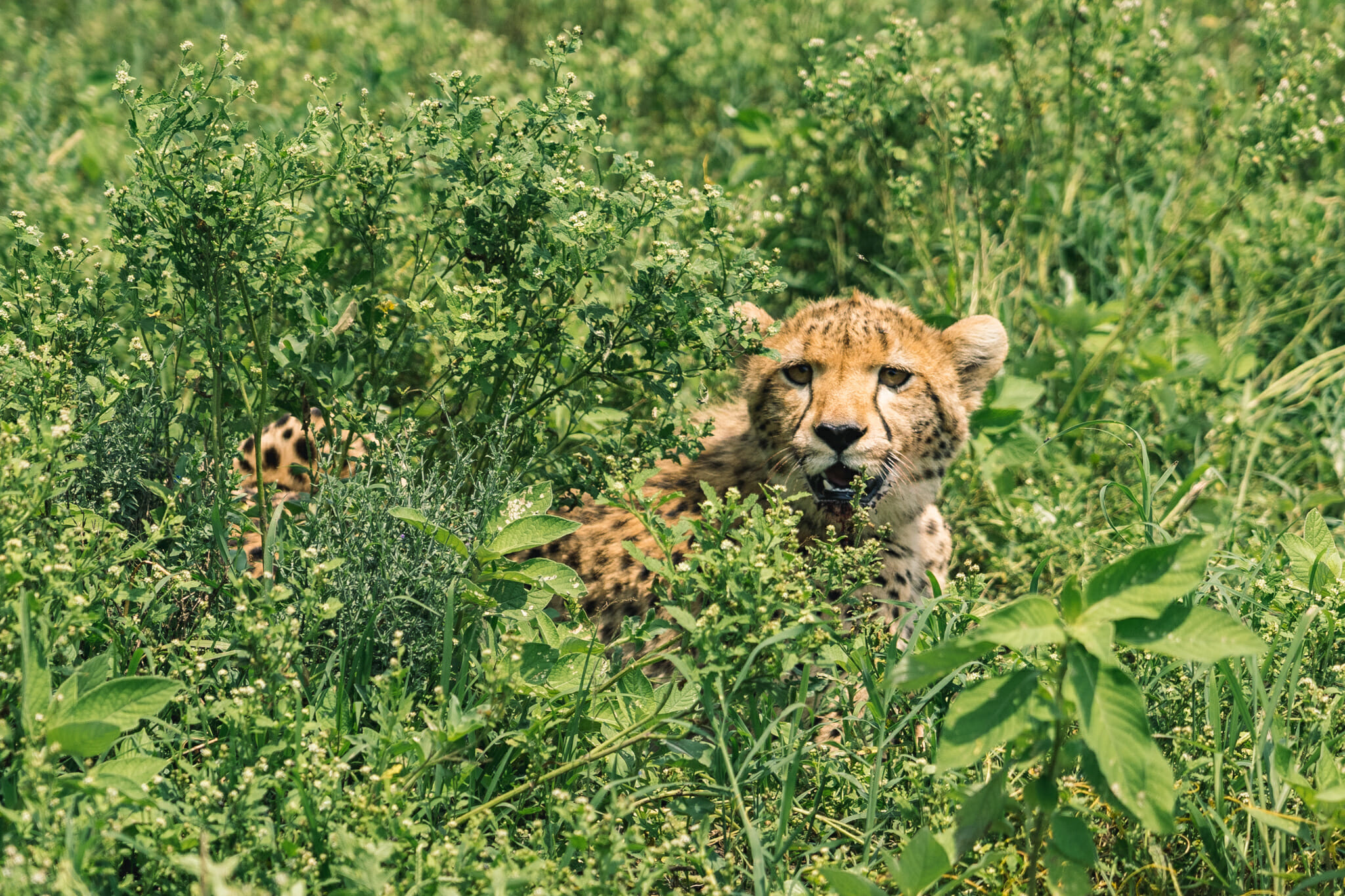 Observation d'un guépard dans le parc du Ndutu en tanzanie