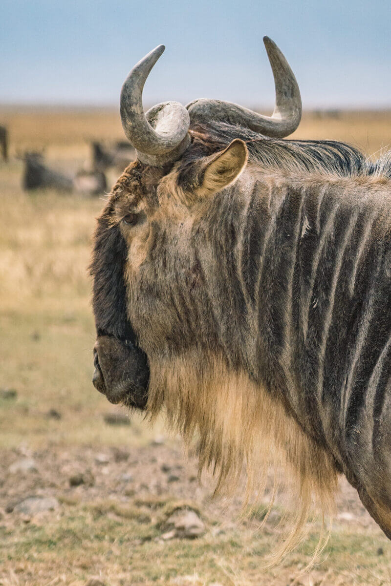 Migration des gnous dans le parc du Ngorongoro en Tanzanie
