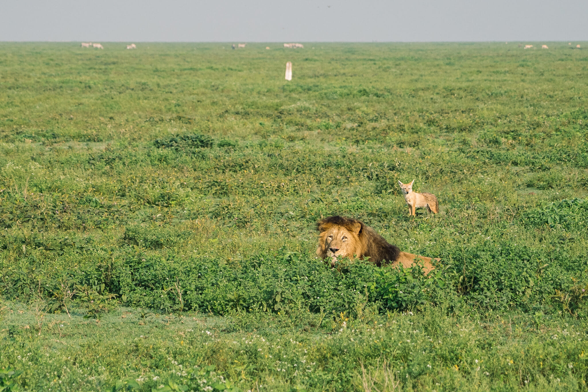 Observation d'un lion dans le parc du Ndutu en tanzanie