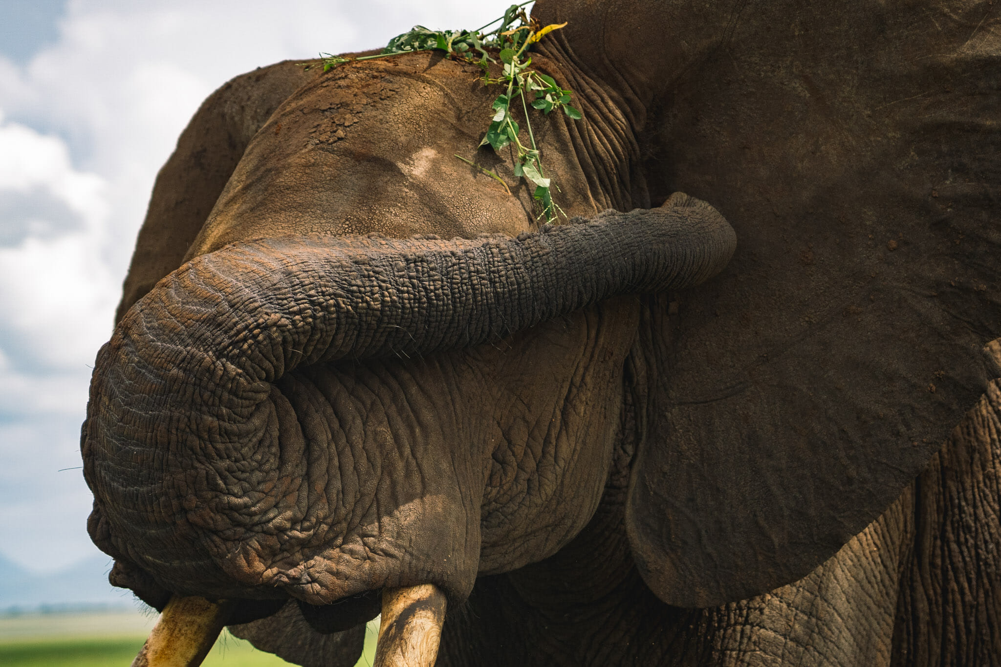 Observation des éléphants dans le parc du Tarangire en Tanzanie