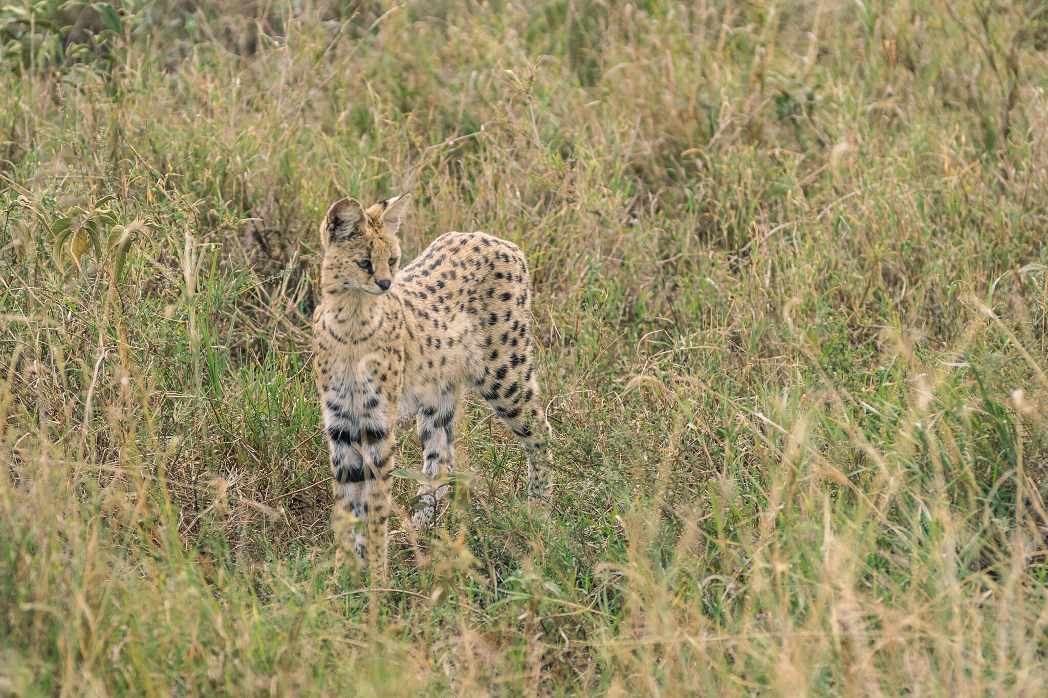 Observation d'un serval dans le Parc national du Serengeti en Tanzanie