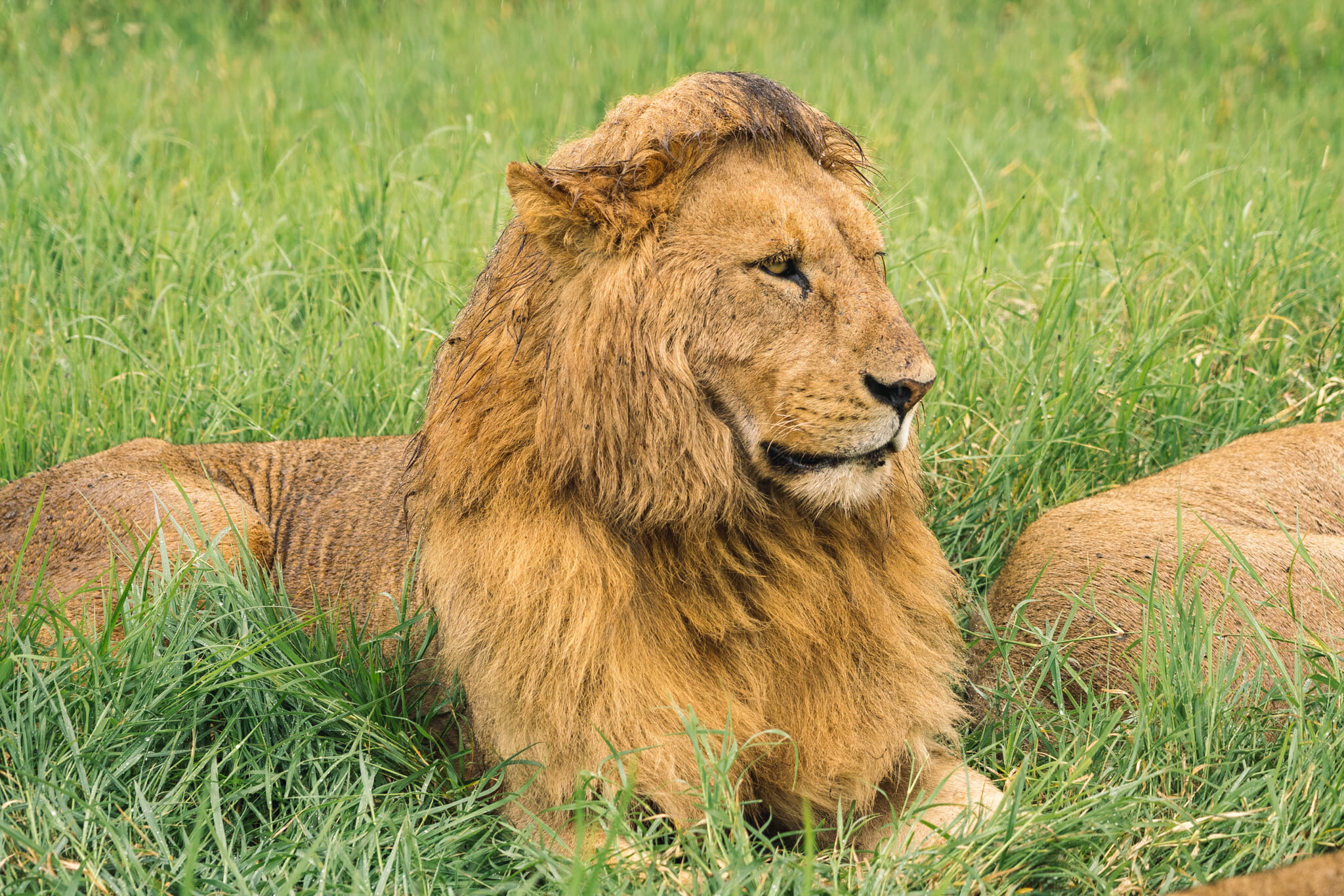 Observation d'un lion dans le parc du Ngorongoro pendant un safari en Tanzanie