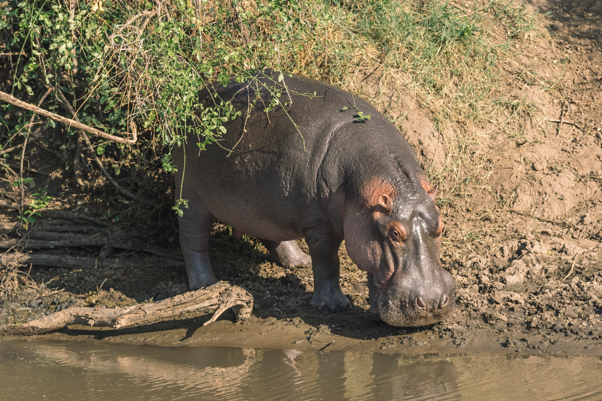 Observation d'un hipopotame dans le parc national du serengeti en tanzanie