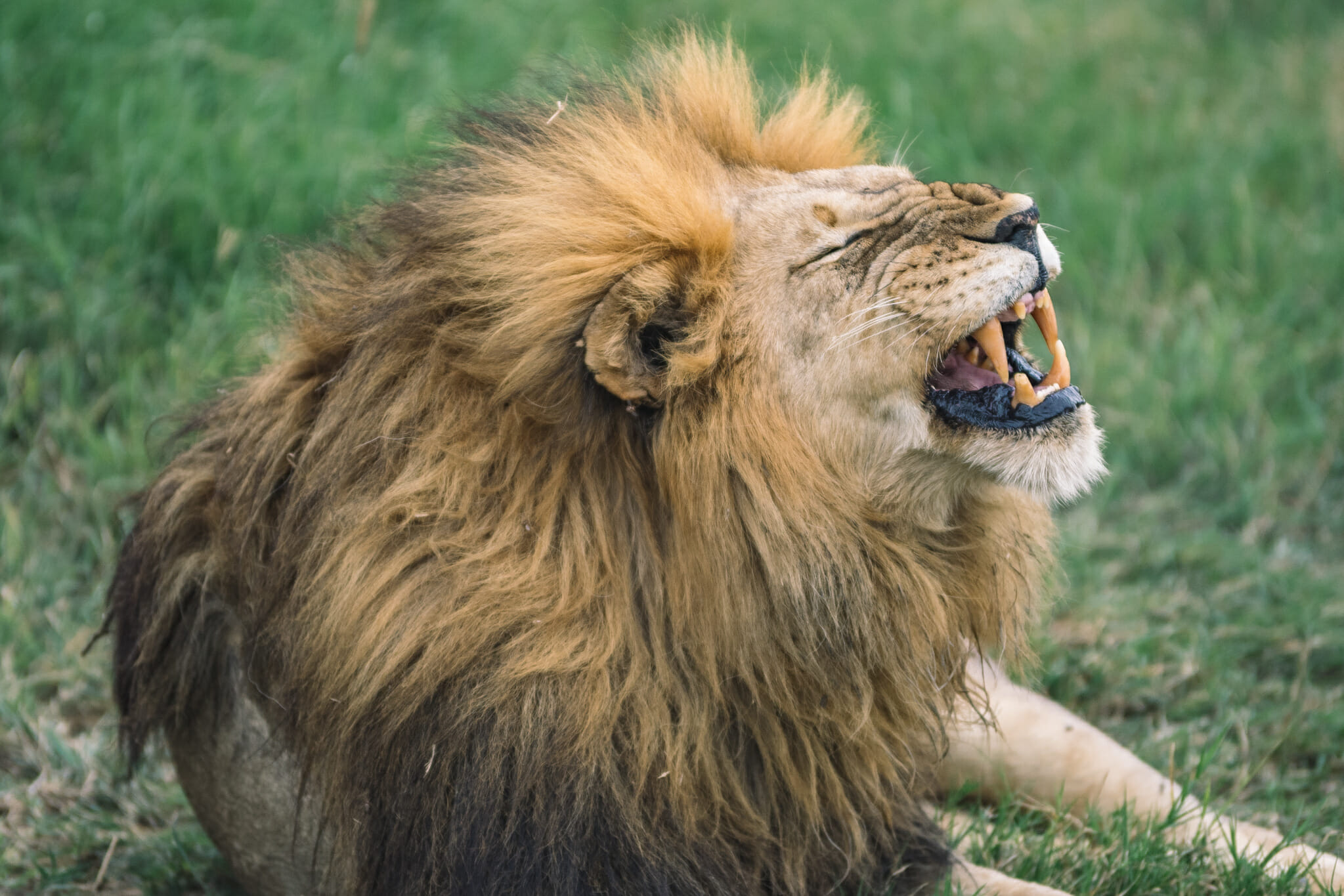 Observation d'un lion dans le Parc du Serengeti en Tanzanie