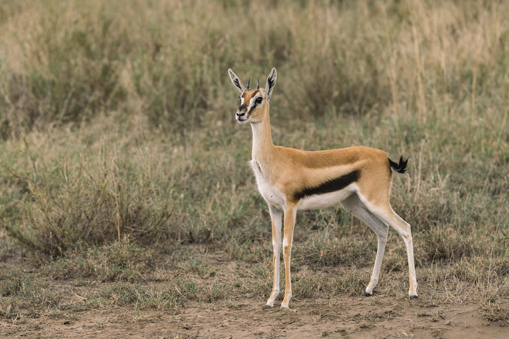 Observation d'une gazelle de thomson dans le parc national du Serengeti en Tanzanie