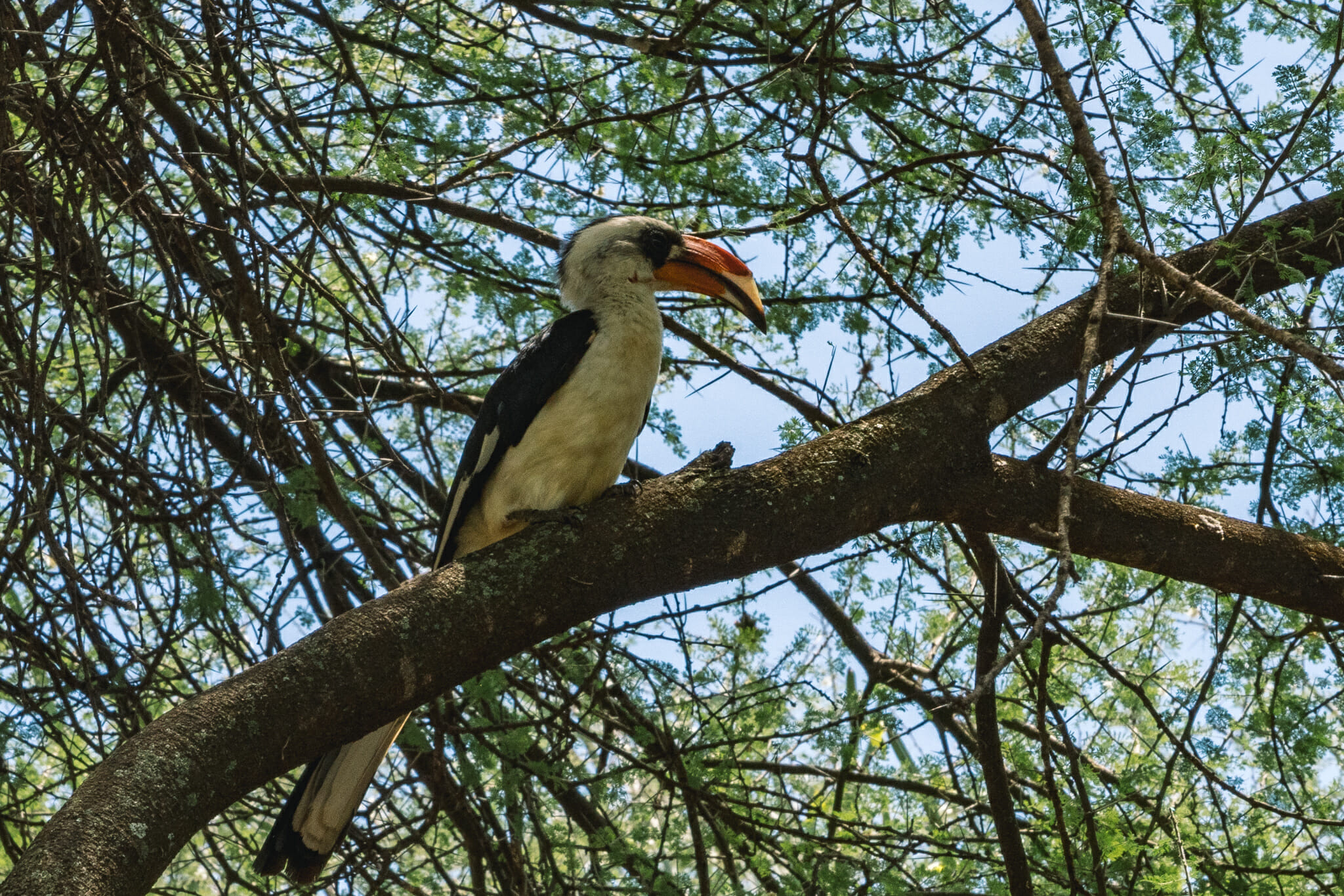 Observation du calao à bec rouge dans le parc du tarangire en Tanzanie