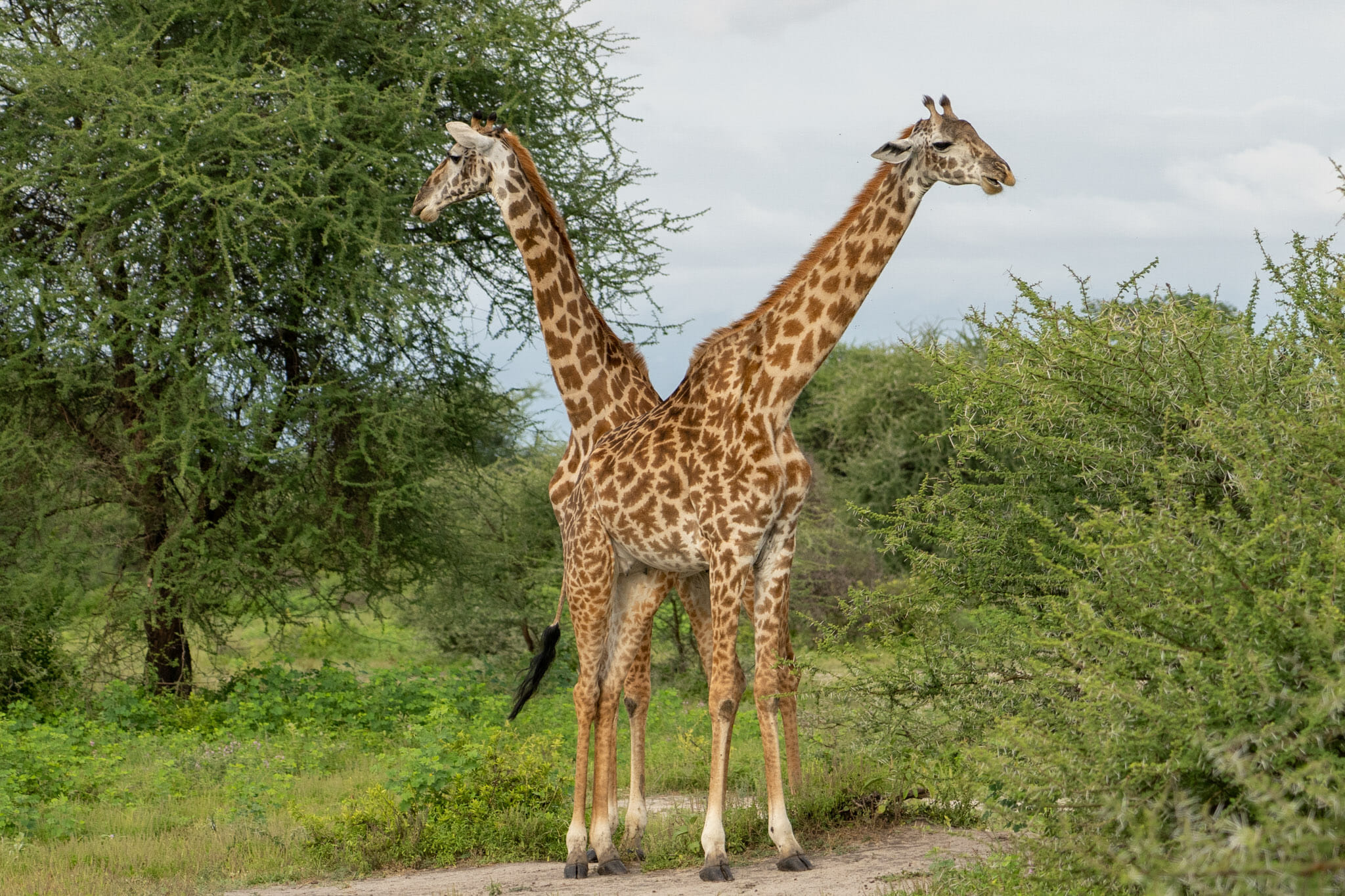 Observation de girafes dans le parc du Tarangire en Tanzanie