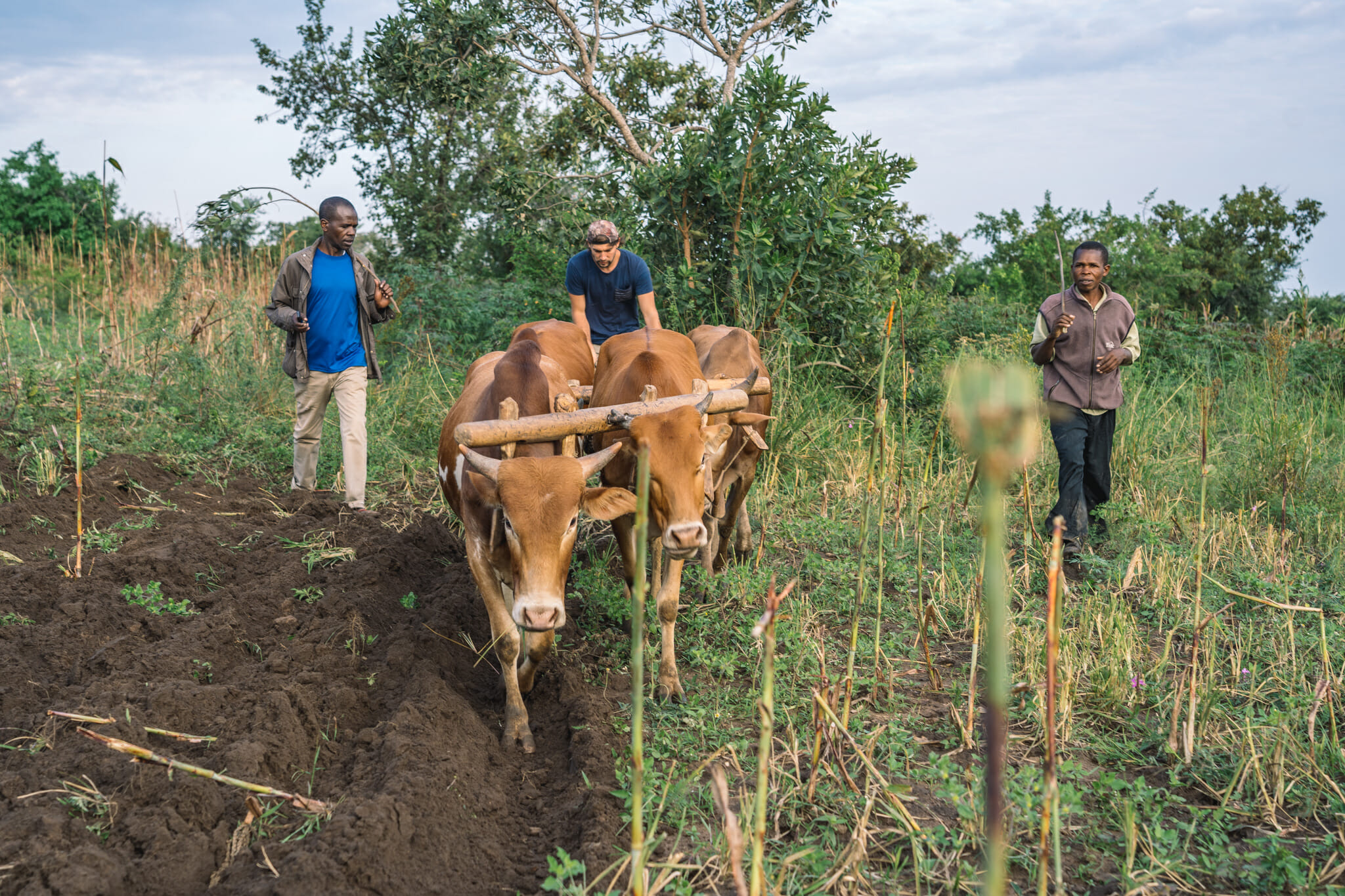 Jules en plein labourage dans les champs du village de Nyamburi en tanzanie