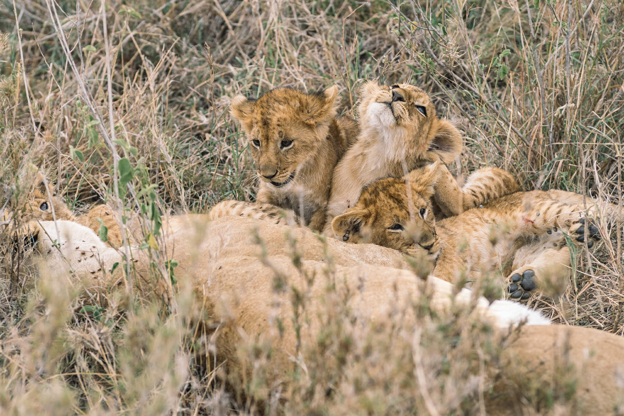 Observation de bébés lions dans le parc du Serengeti en Tanzanie