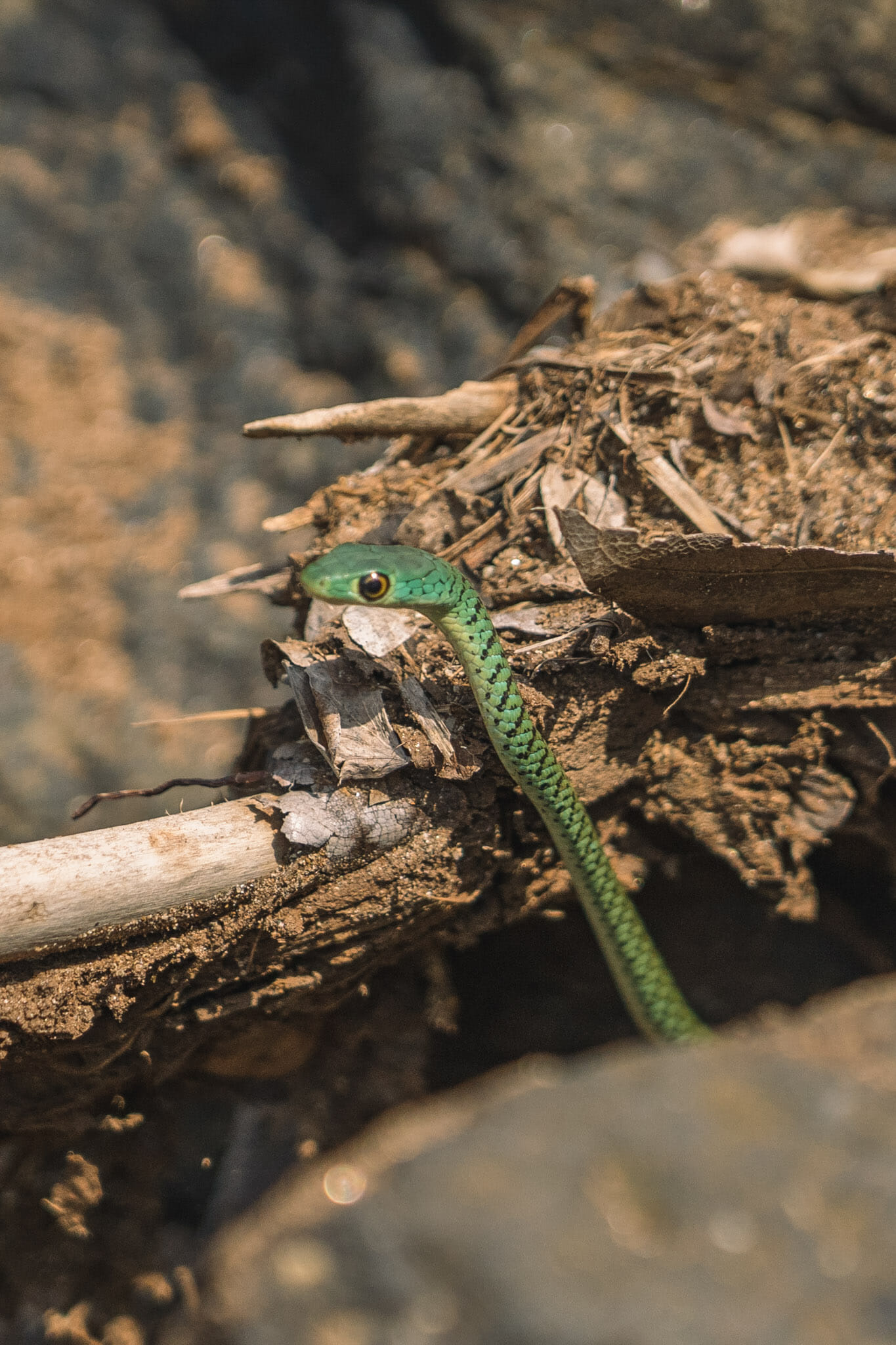 Rencontre avec un serpent lors d'une balade près du village de Endallah en Tanzanie