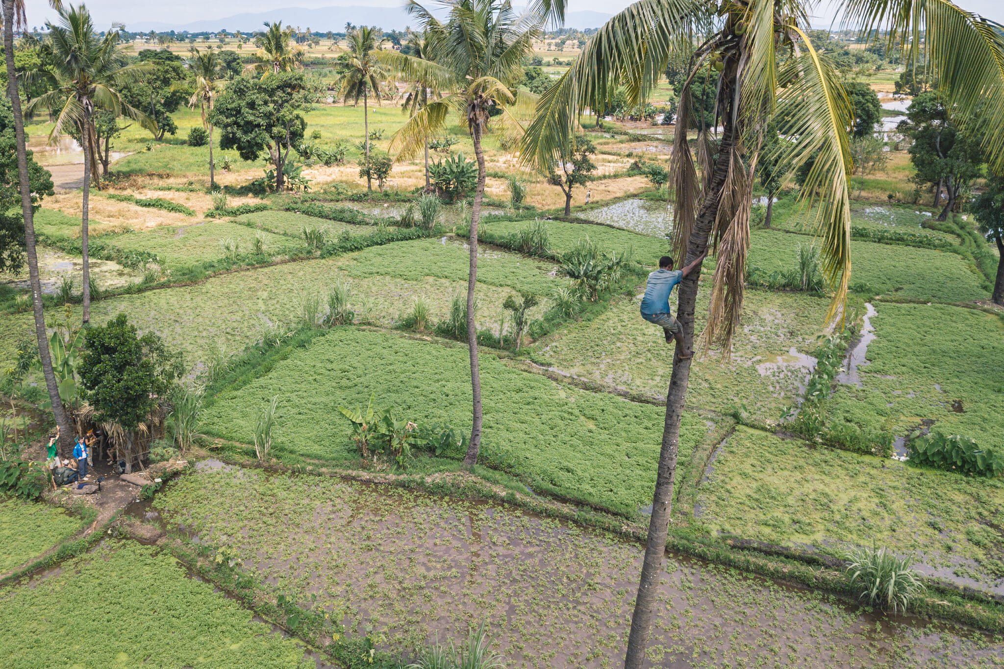 Vue aérienne sur la forêt de Rau en Tanzanie