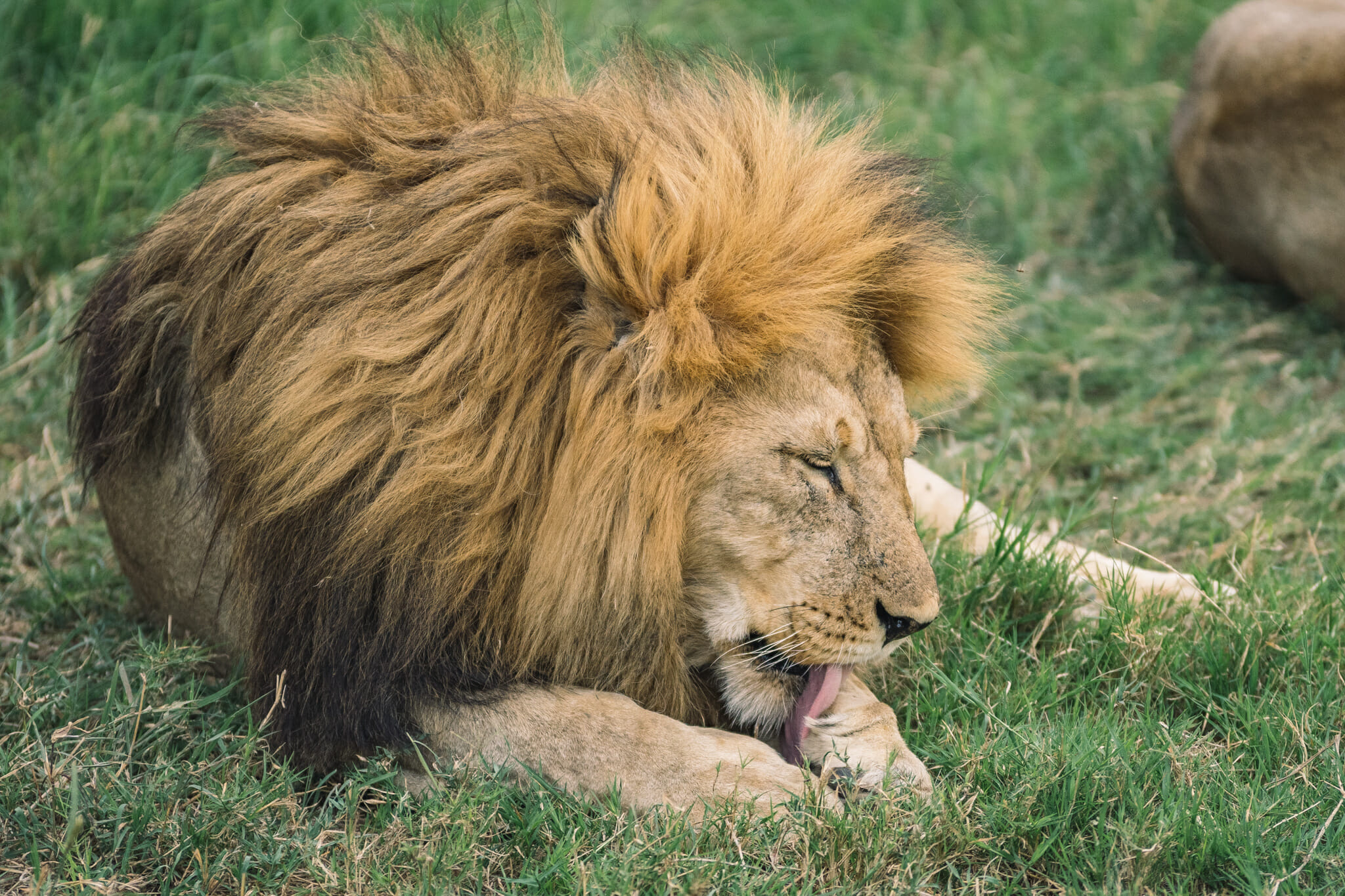 Observation d'un lion dans le Parc National du Serengeti en Tanzanie