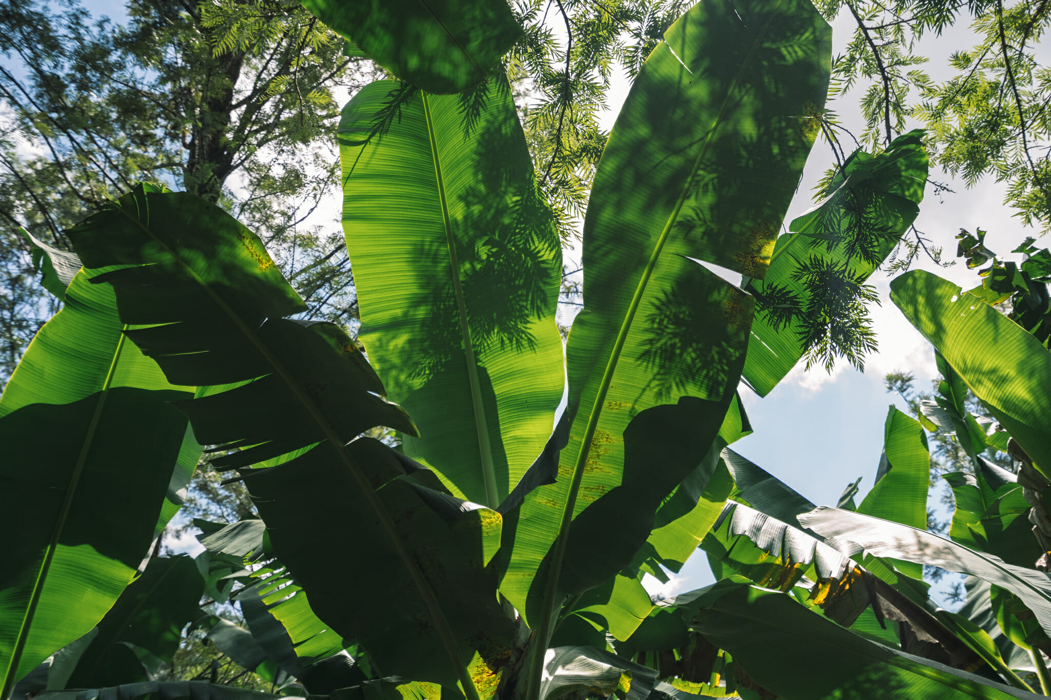 Bananeraie visitée lors de l'immersion dans le village d'Endallah en Tanzanie