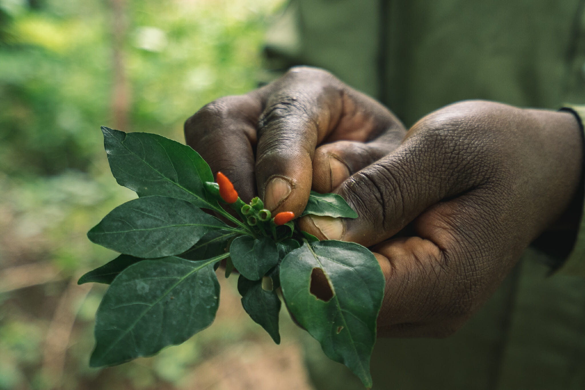 Découverte des plantes lors de l'immersion dans le village d'Endallah en Tanzanie