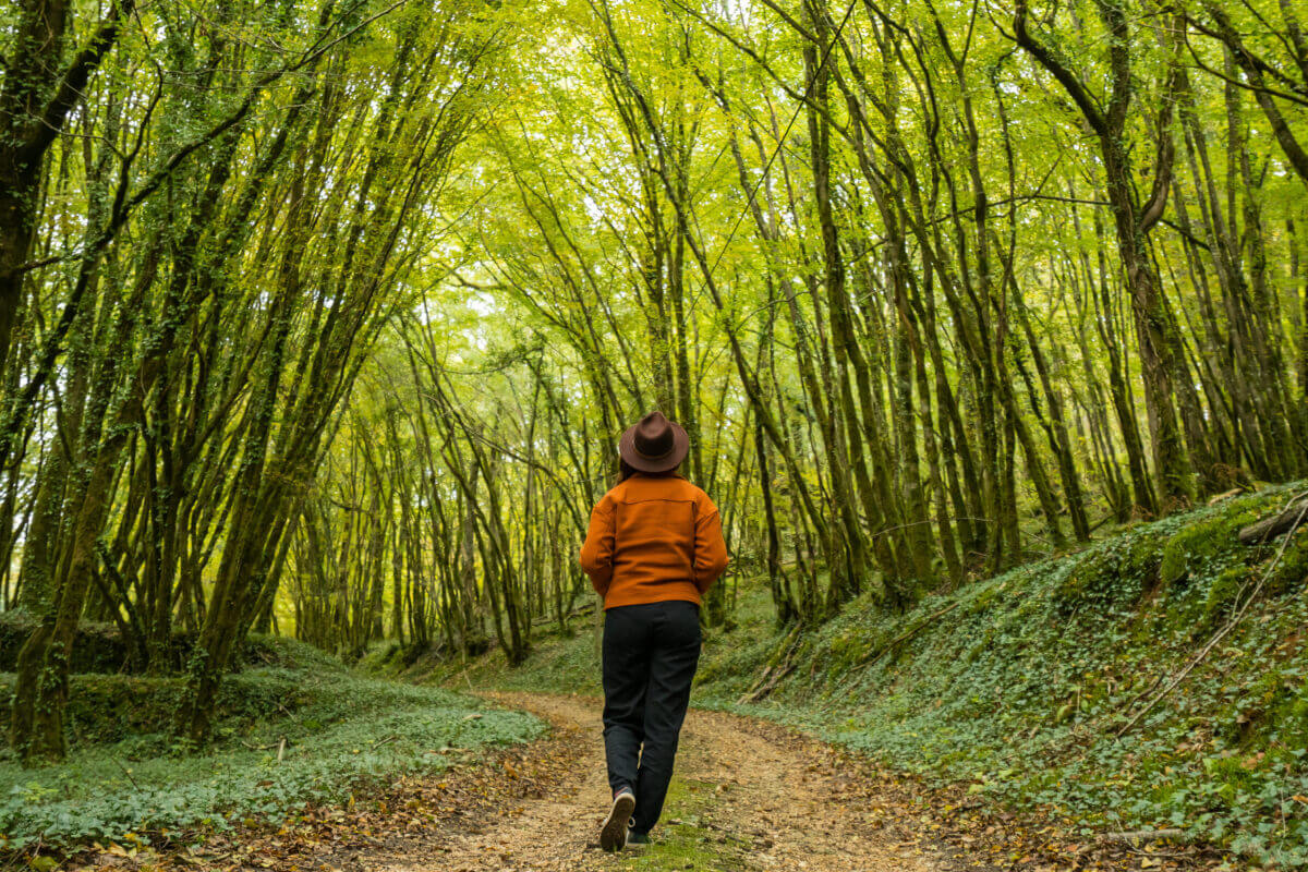 Balade dans une forêt du périgord noir en dordogne