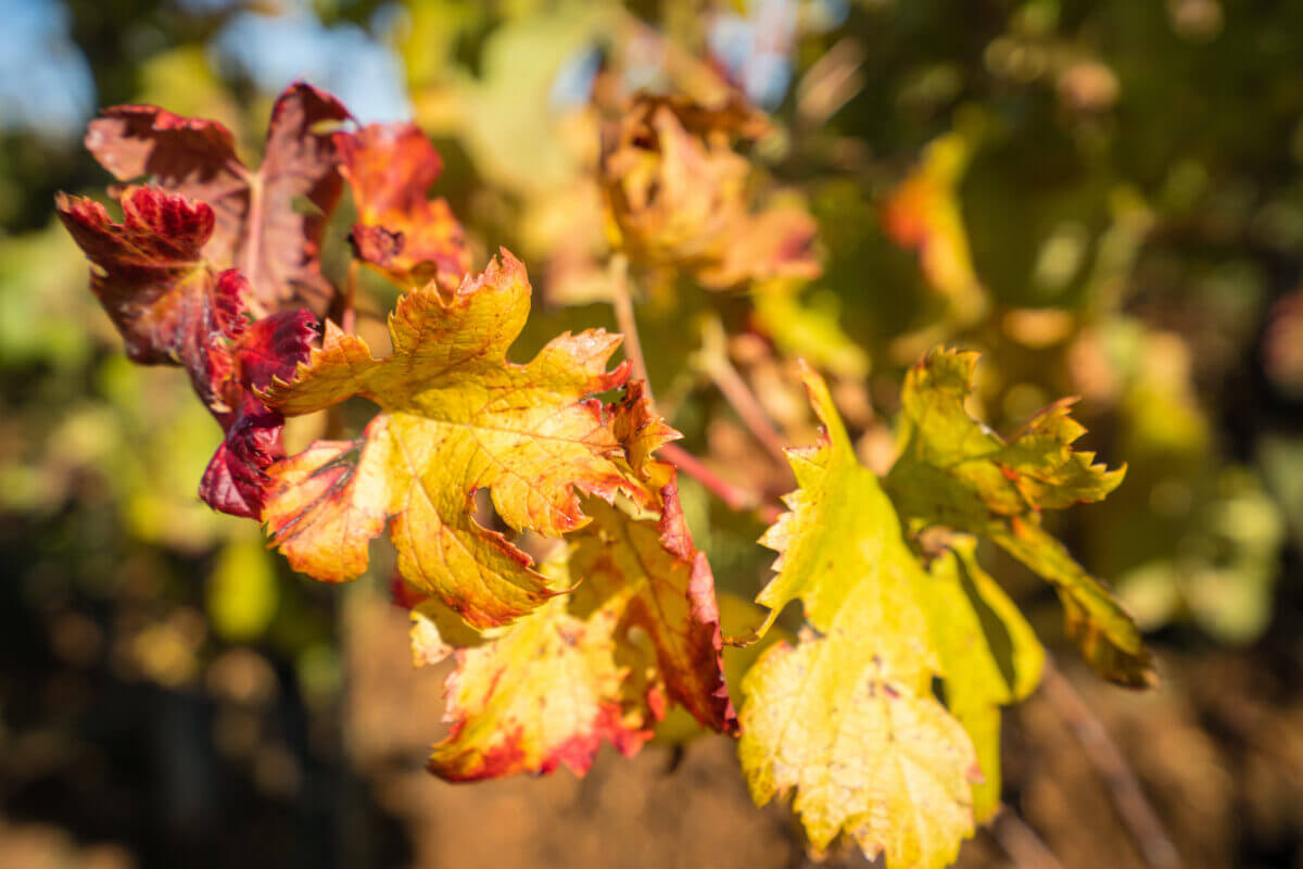 Visite du domaine viticole de la Voie Blanche dans le Périgord Noir