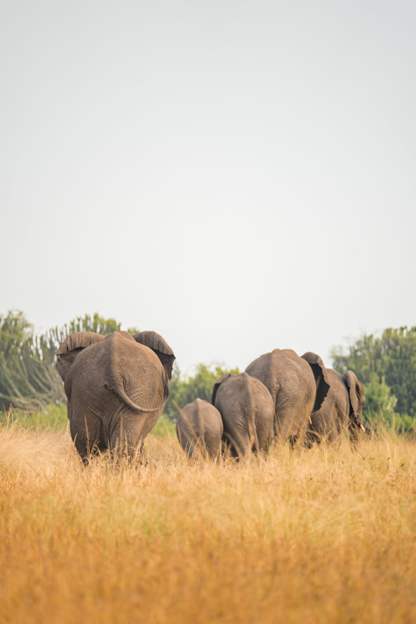 troupeau d'elephant en ouganda