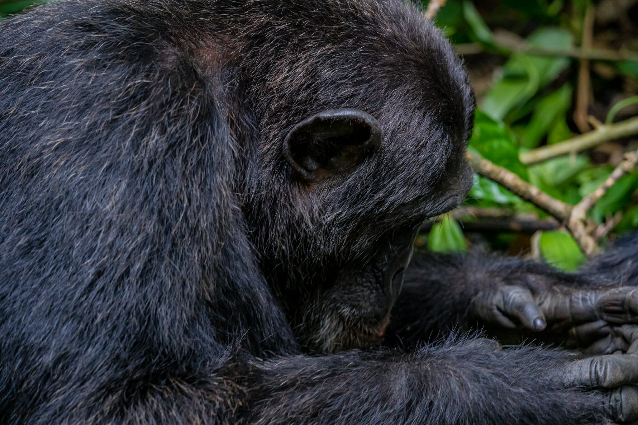rencontre avec un chimpanzé dans la foret de kibale en Ouganda