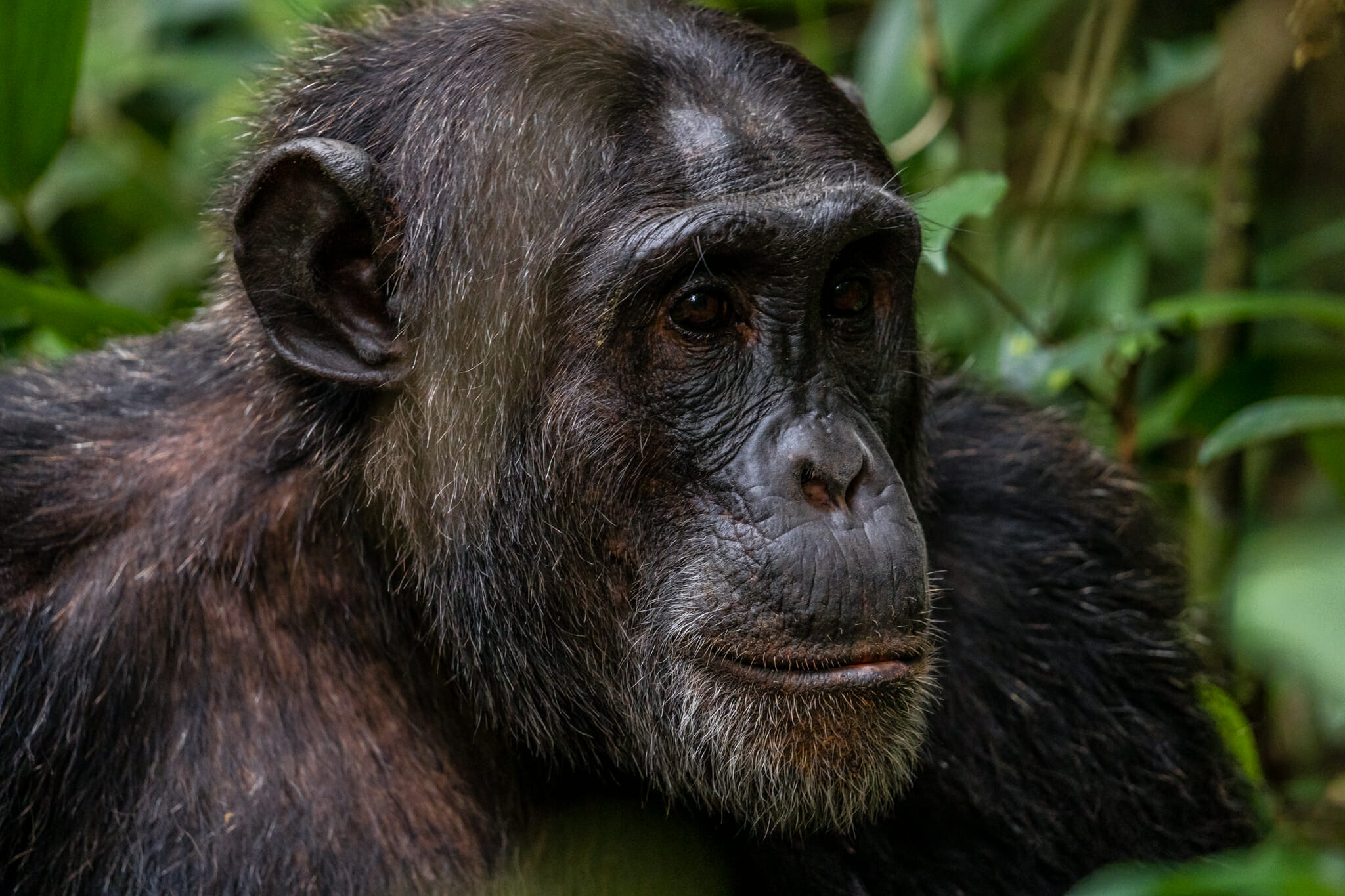 rencontre avec un echimpanze dans la foret de kibale en ouganda