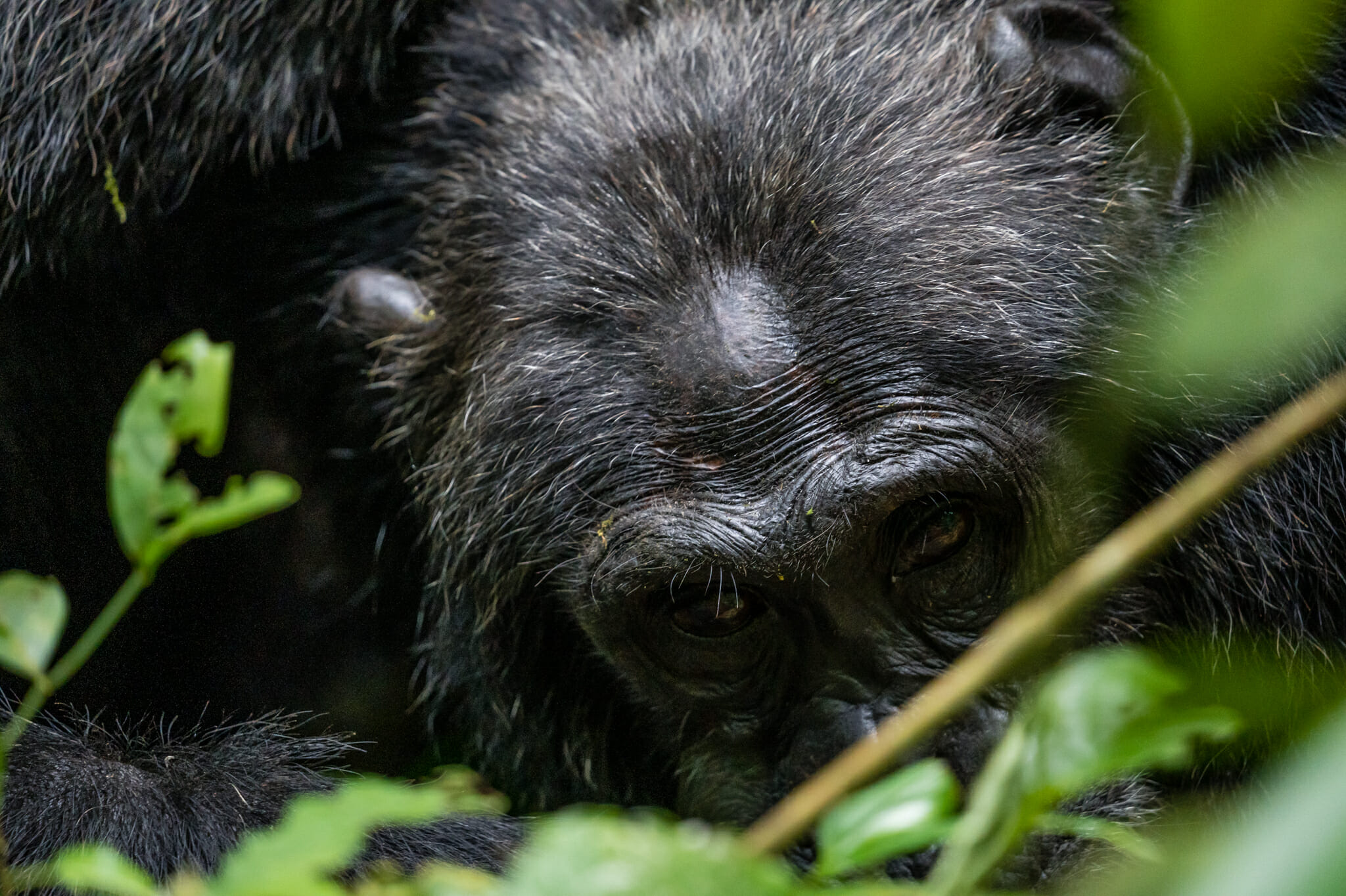 observation d'un chimpanzé dans la forêt de kibale en ouganda