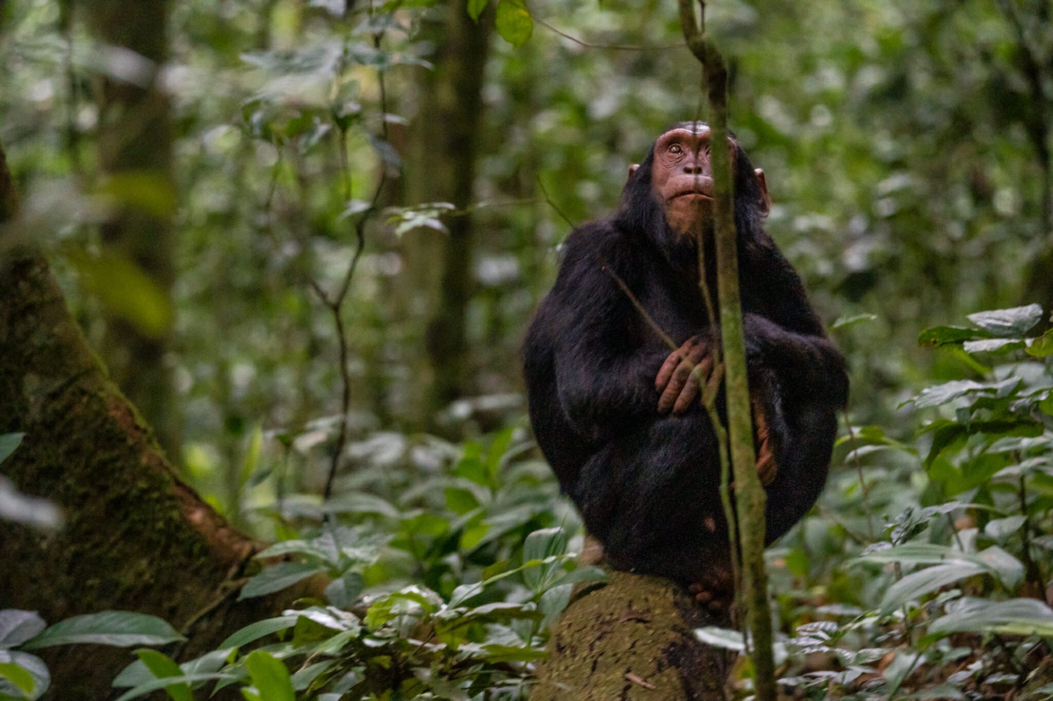 observation d'un chimpanzé dans le parc de kibale en ouganda
