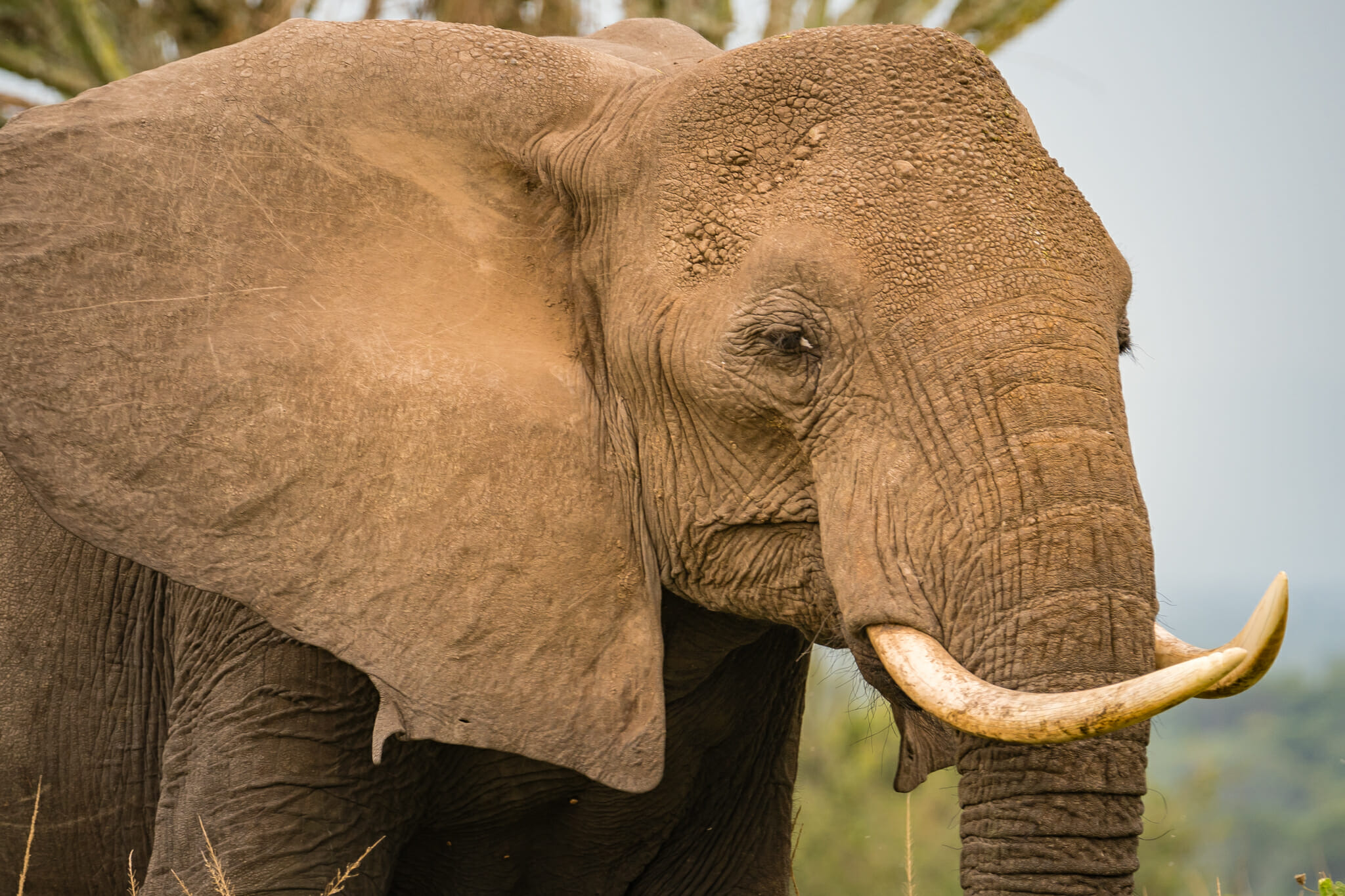 observation d'un éléphant dans le parc queen elisabeth en ouganda