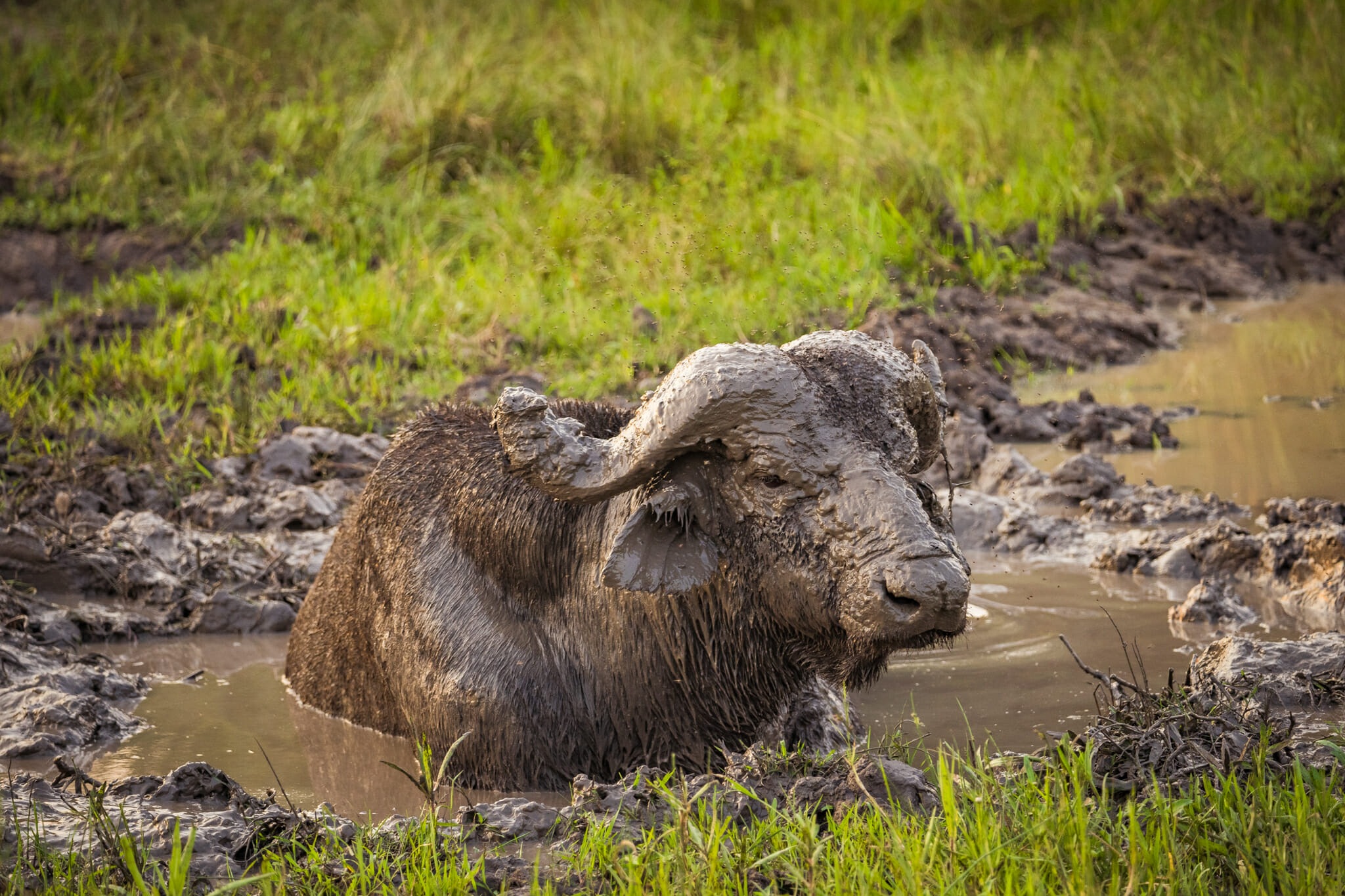 Buffalo en plein bain dans le parc du Mburo en ouganda
