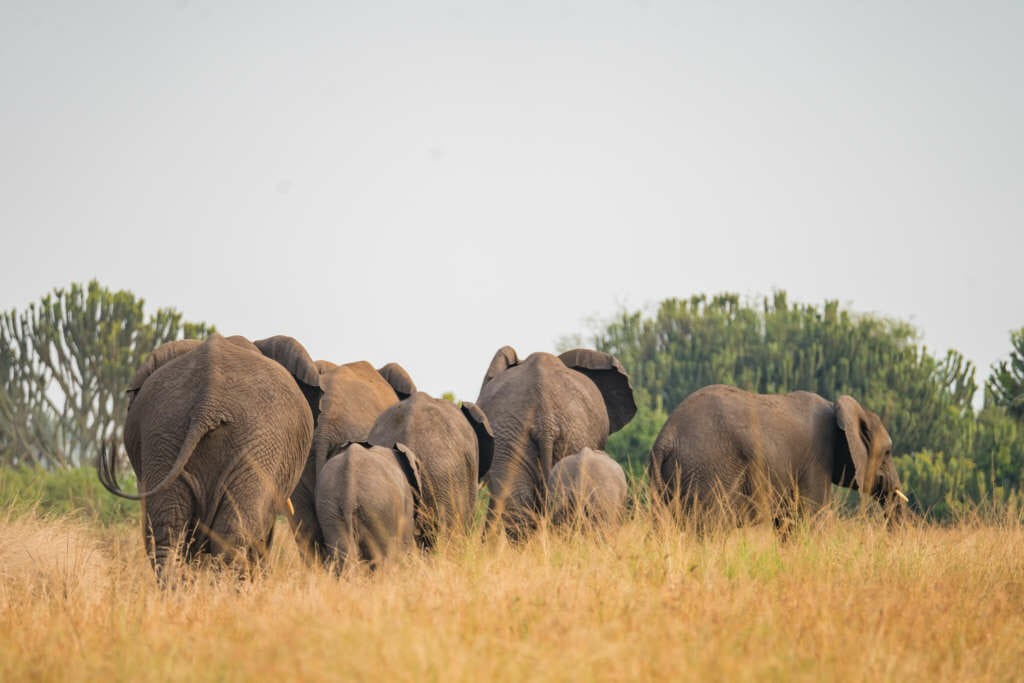 troupeau d'éléphant dans le parc queen elisabeth en ouganda
