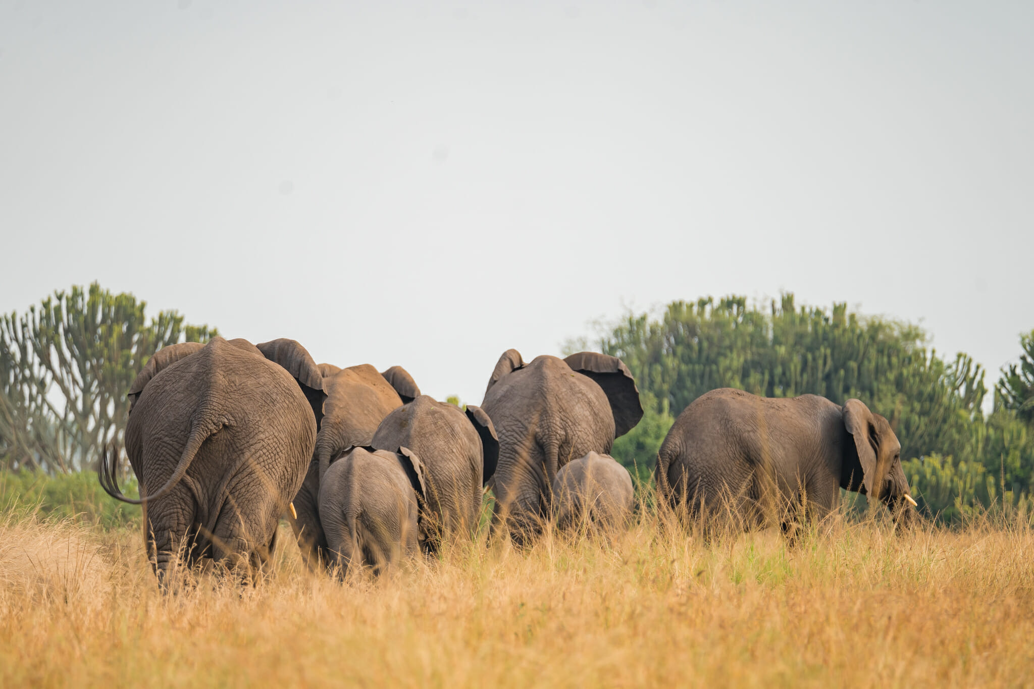 troupeau d'éléphant dans le parc queen elisabeth en ouganda