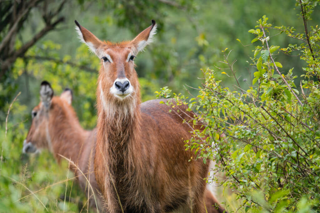 safari dans le parc queen elisabeth en ouganda