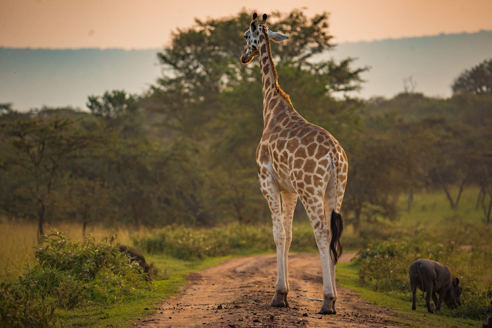 Girafe rencontrée dans le Mburo park en ouganda 