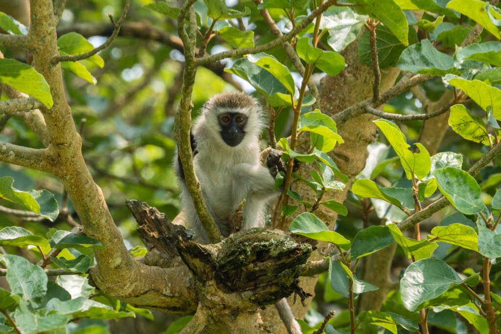 observation de singe dans le queen elisabeth en ouganda
