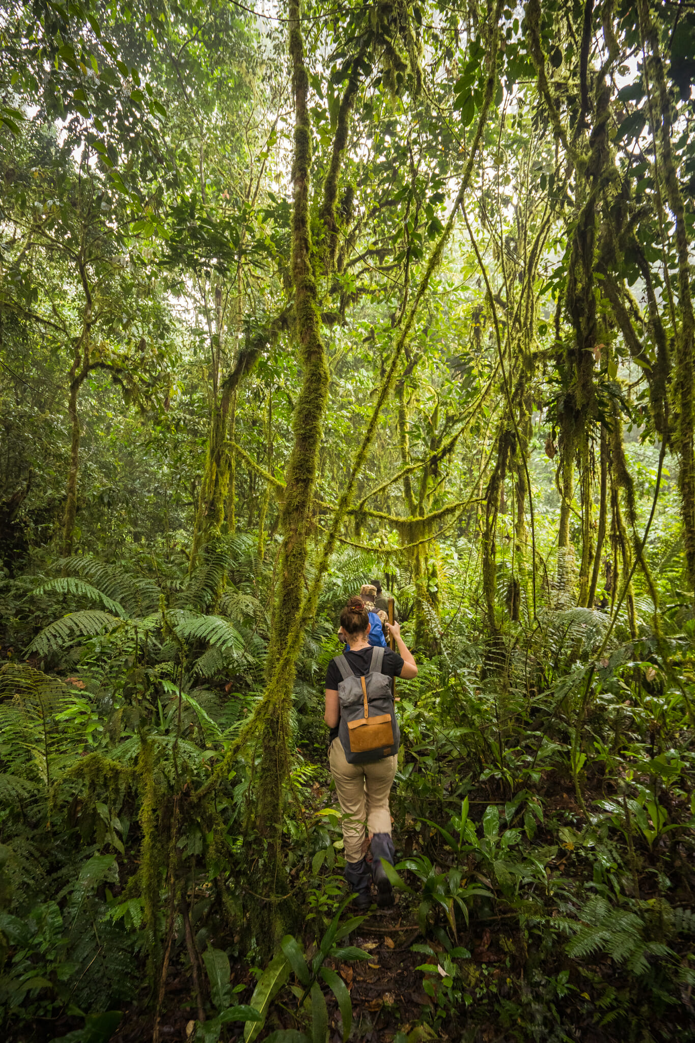 au coeur de la foret impénétrable de bwindi en ouganda