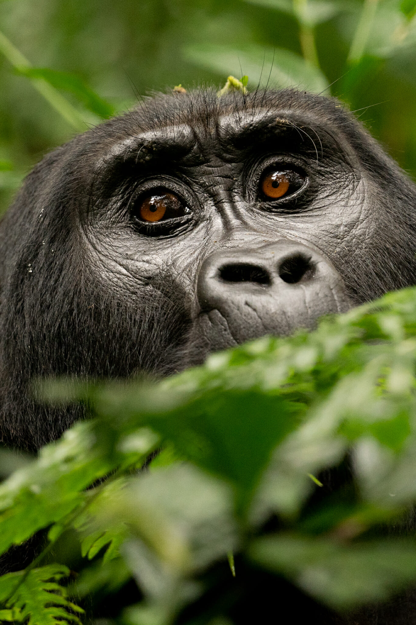 Rencontre avec les derniers grands gorilles des montagnes en Ouganda
