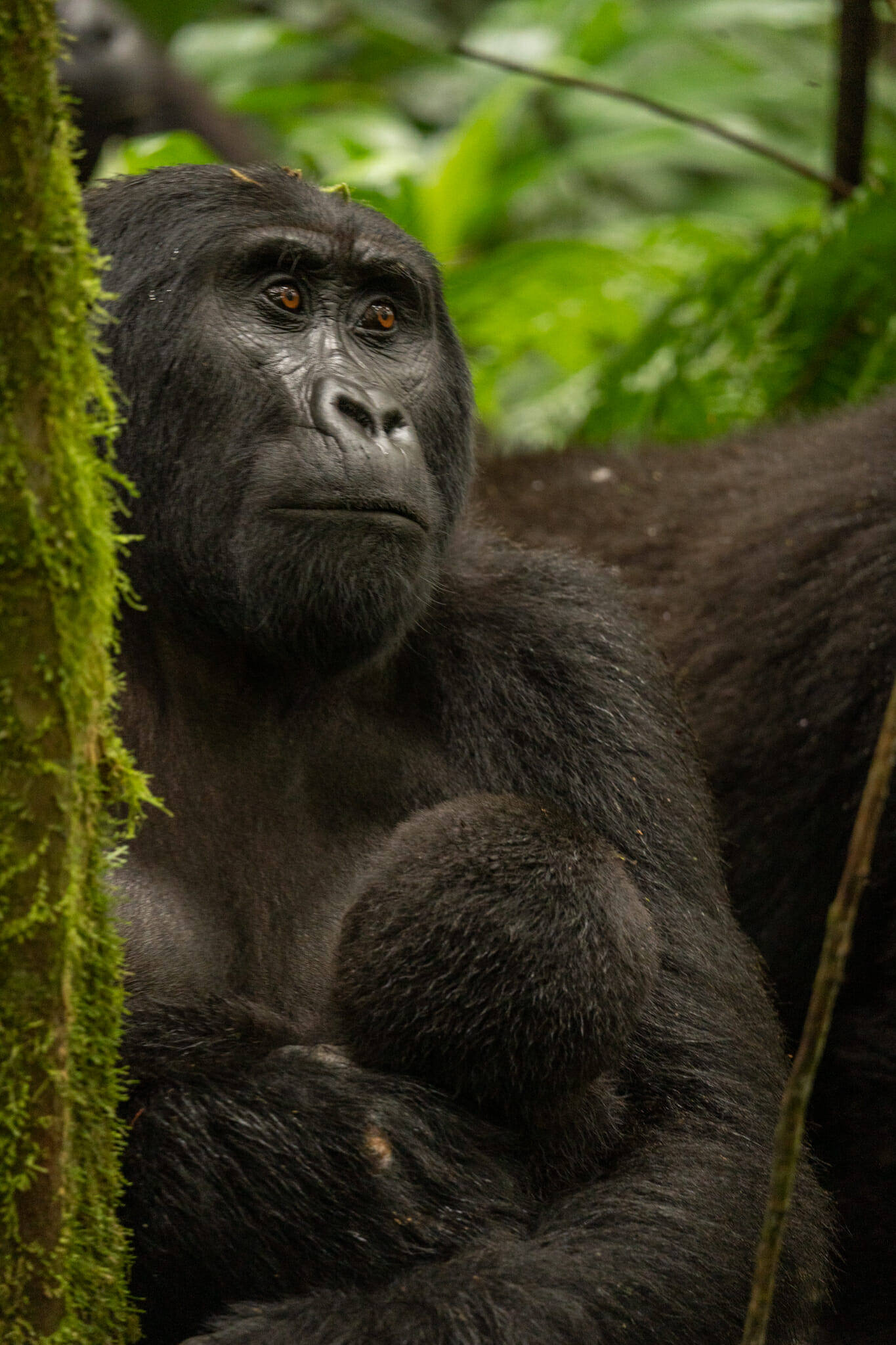 Rencontre avec les derniers grands gorilles des montagnes en Ouganda