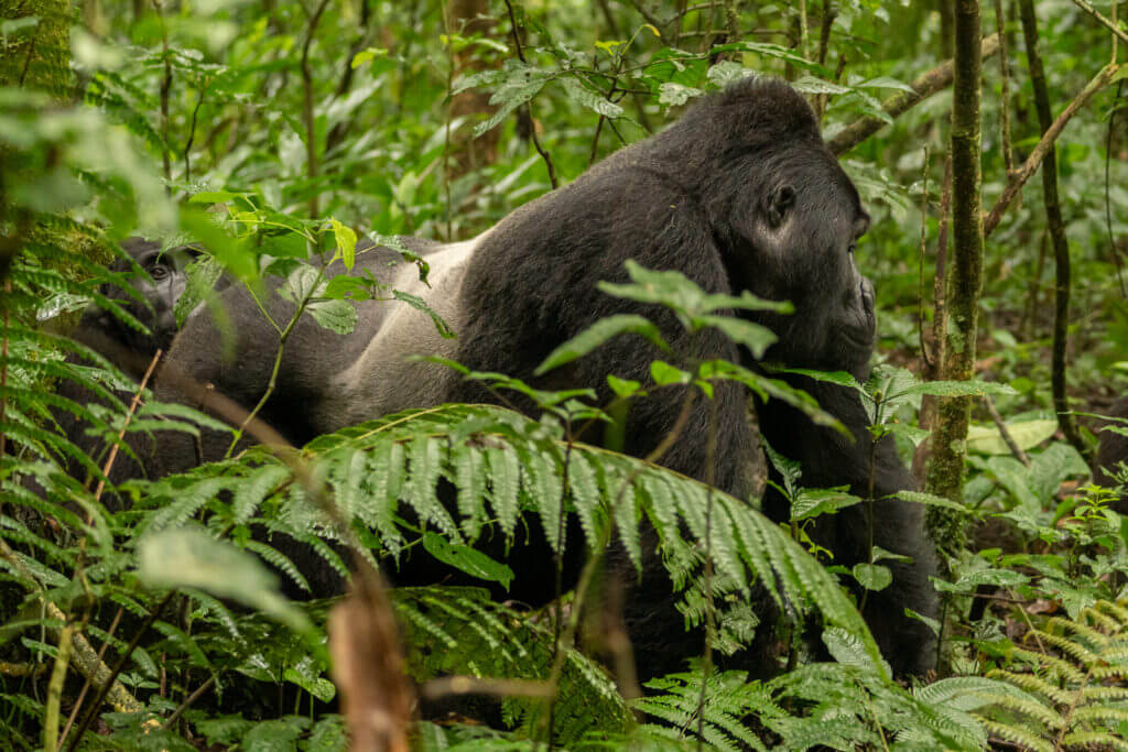 Gorille dans la foret impénétrable de bwindi en ouganda