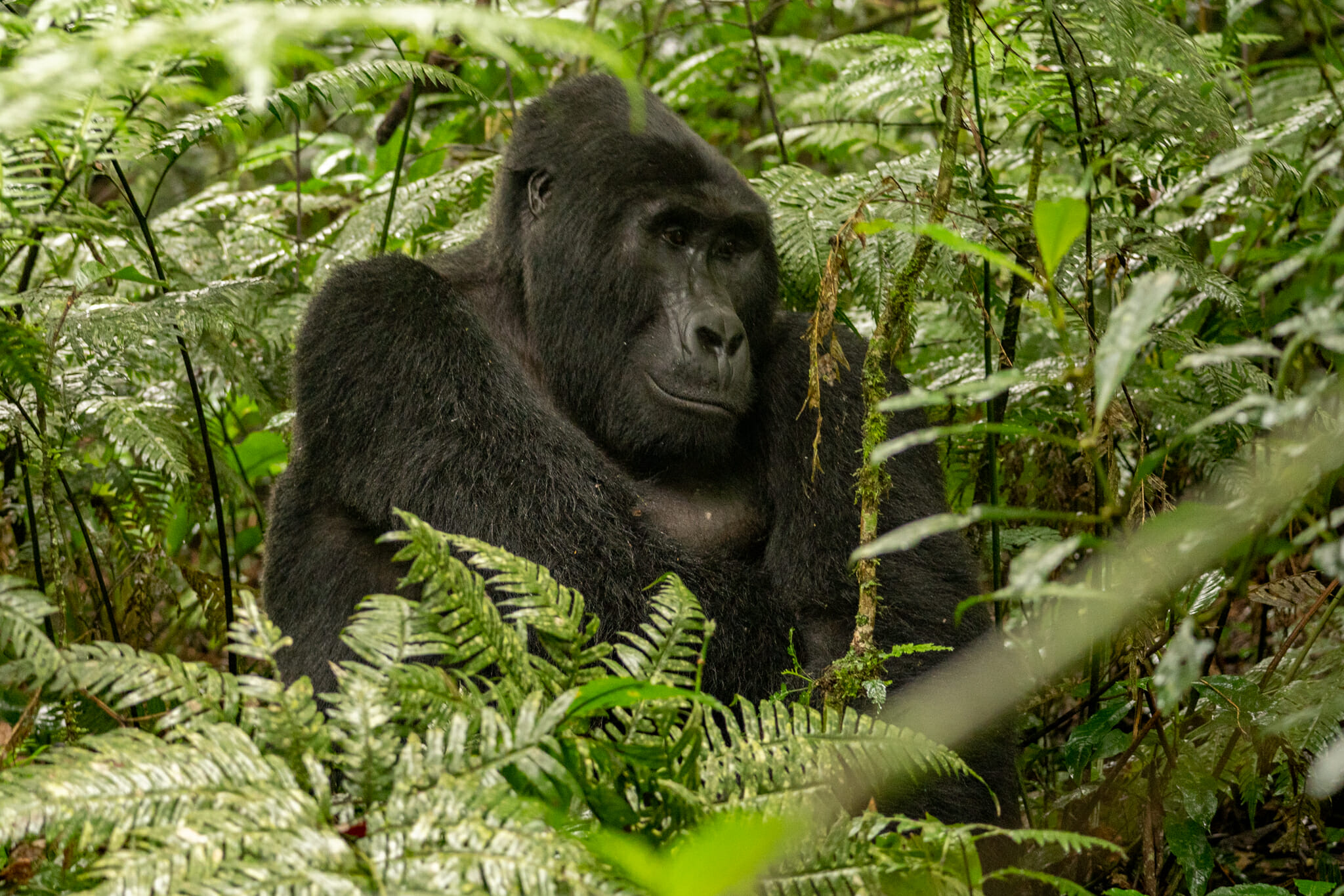 Gorille dans la foret de bwindi en ouganda