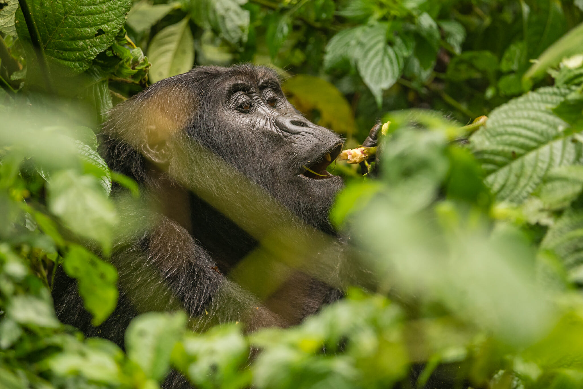 Observation d'un gorille en train de se nourrir dans la forêt de bwindi en ouganda