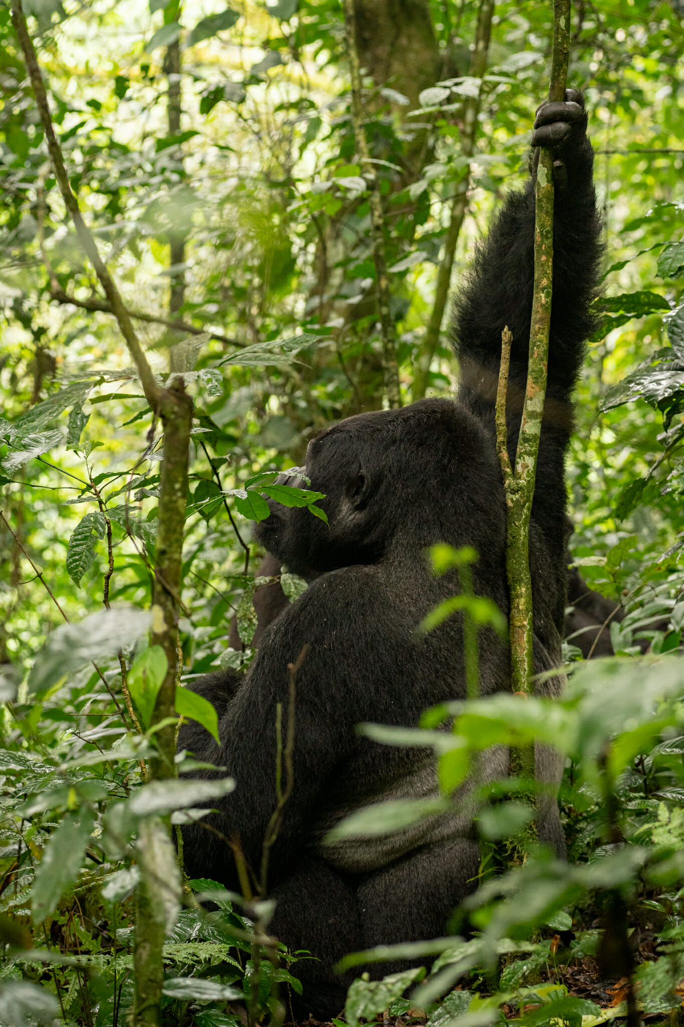 Gorille dans la foret impénétrable de bwindi en ouganda
