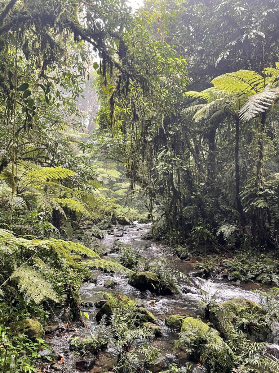 en pleine jungle au coeur de la forêt de bwindi en ouganda