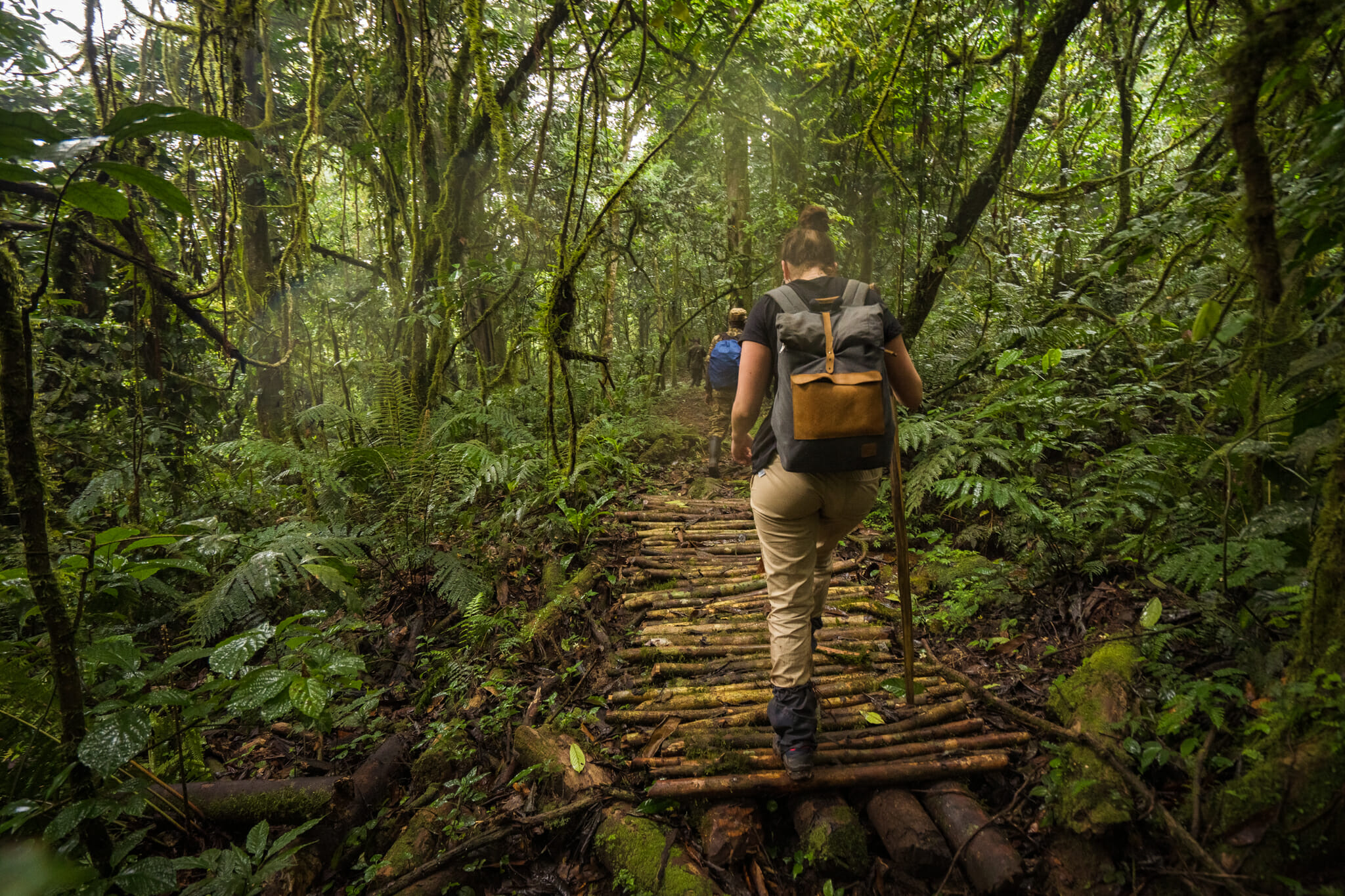 début du trekking dans la foret impénétrable de bwindi en Ouganda