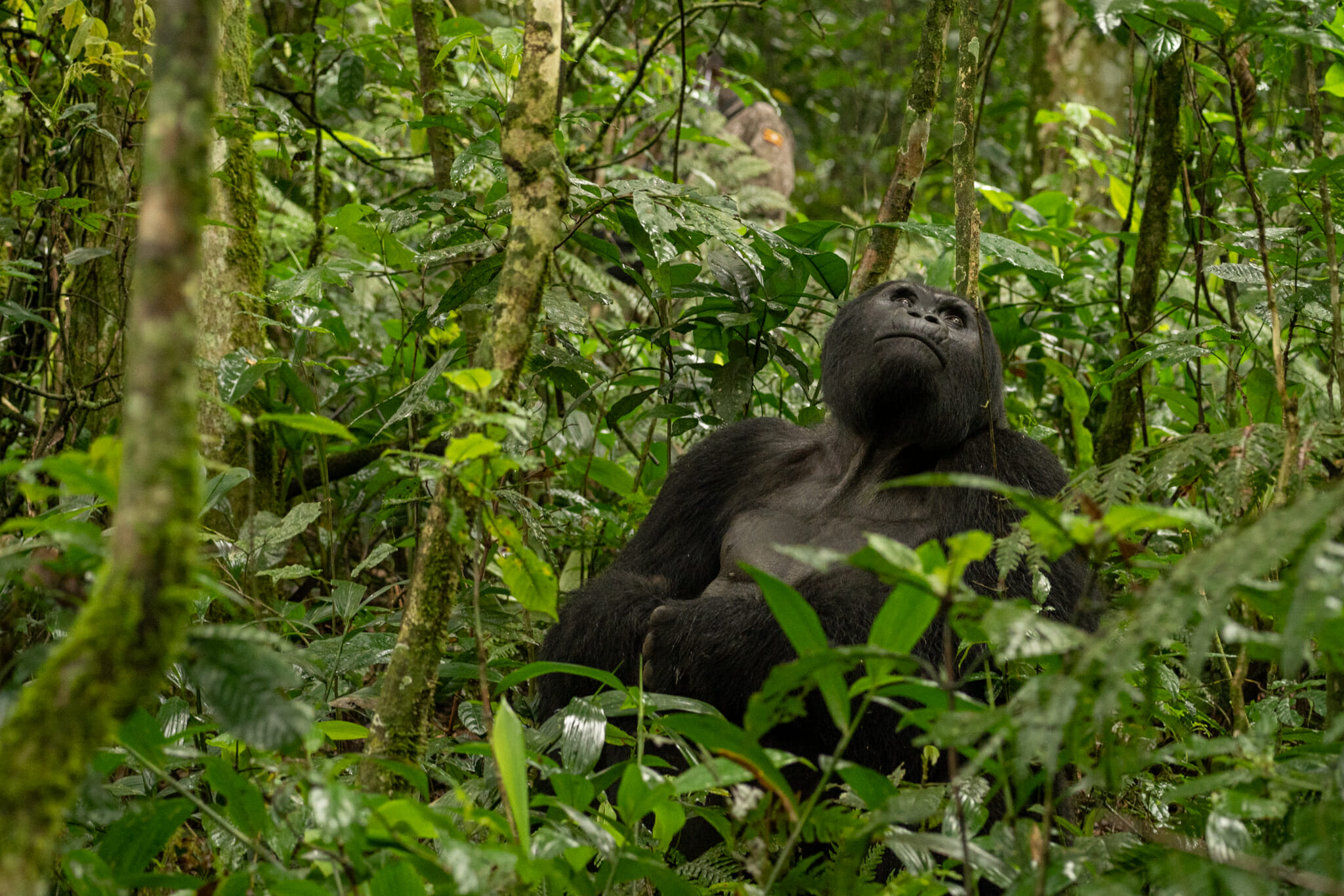 gorille dans la foret de bwindi en ouganda
