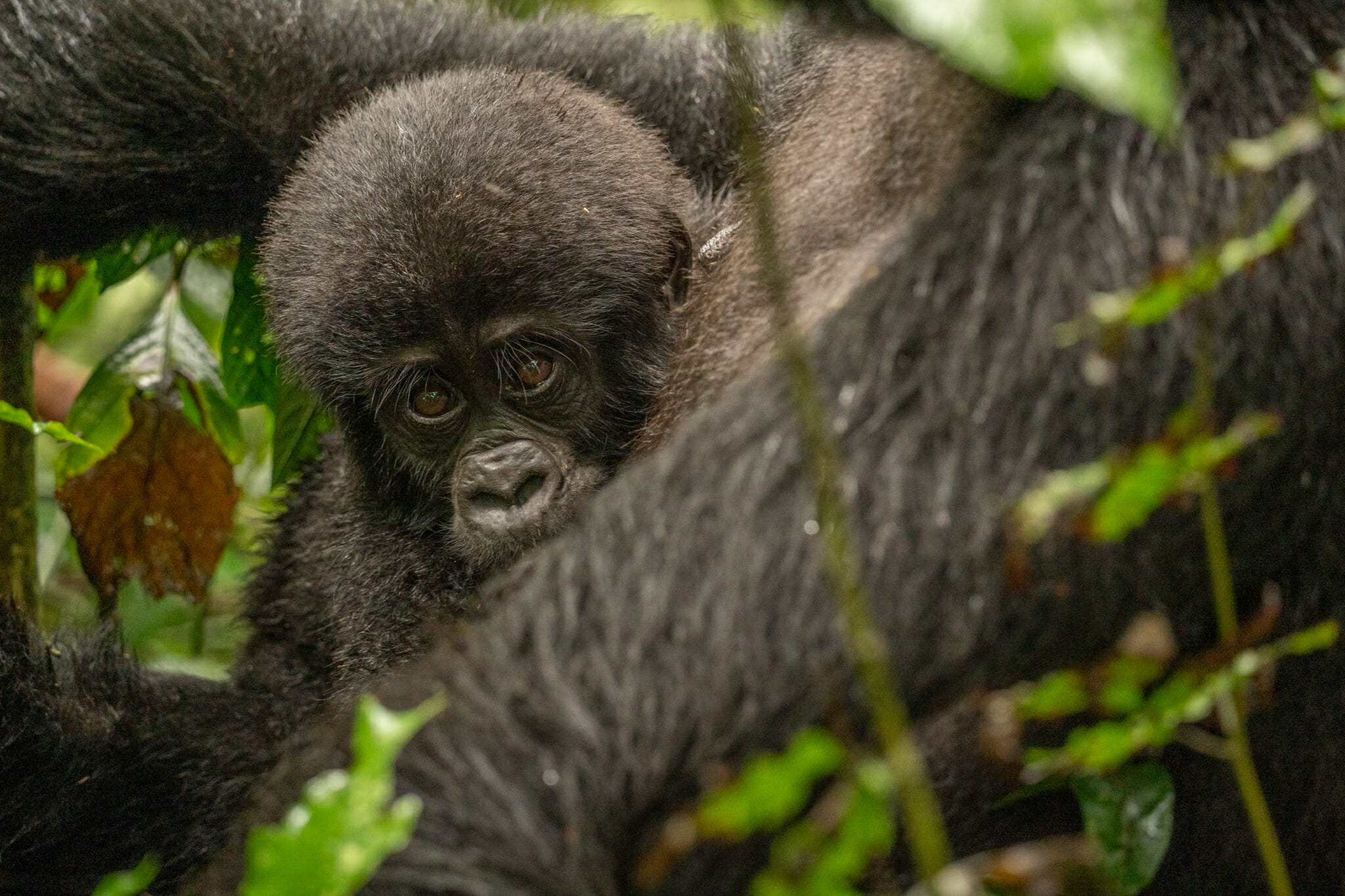 bébé gorille avec sa maman en plein coeur de la foret de bwindi en ouganda