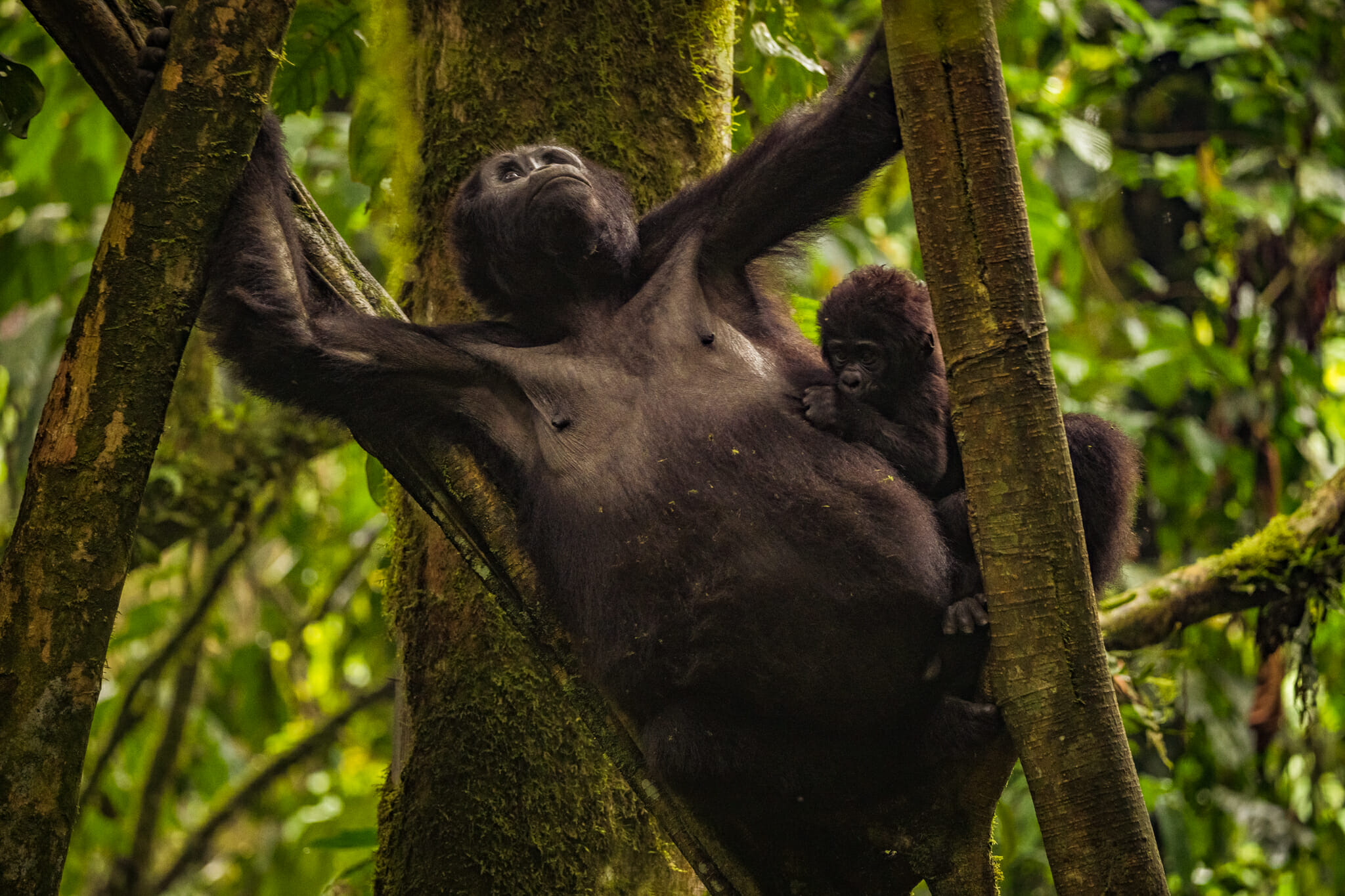 Une maman gorille et son petit dans la forêt de bwindi en ouganda