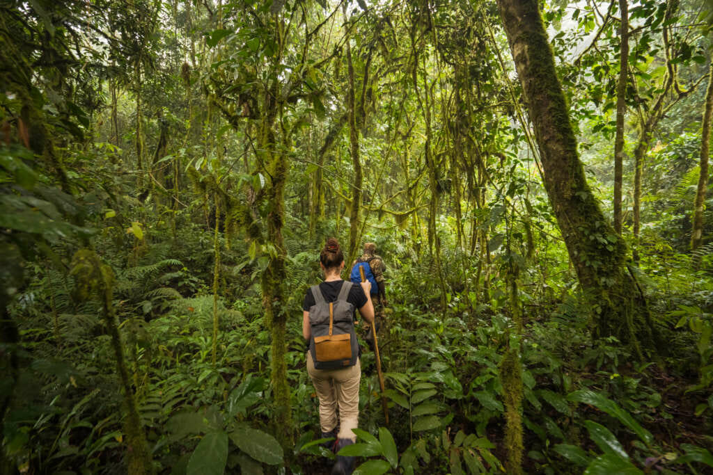 en plein coeur de la forêt impénétrable de bwindi pour le début du trekking en ouganda